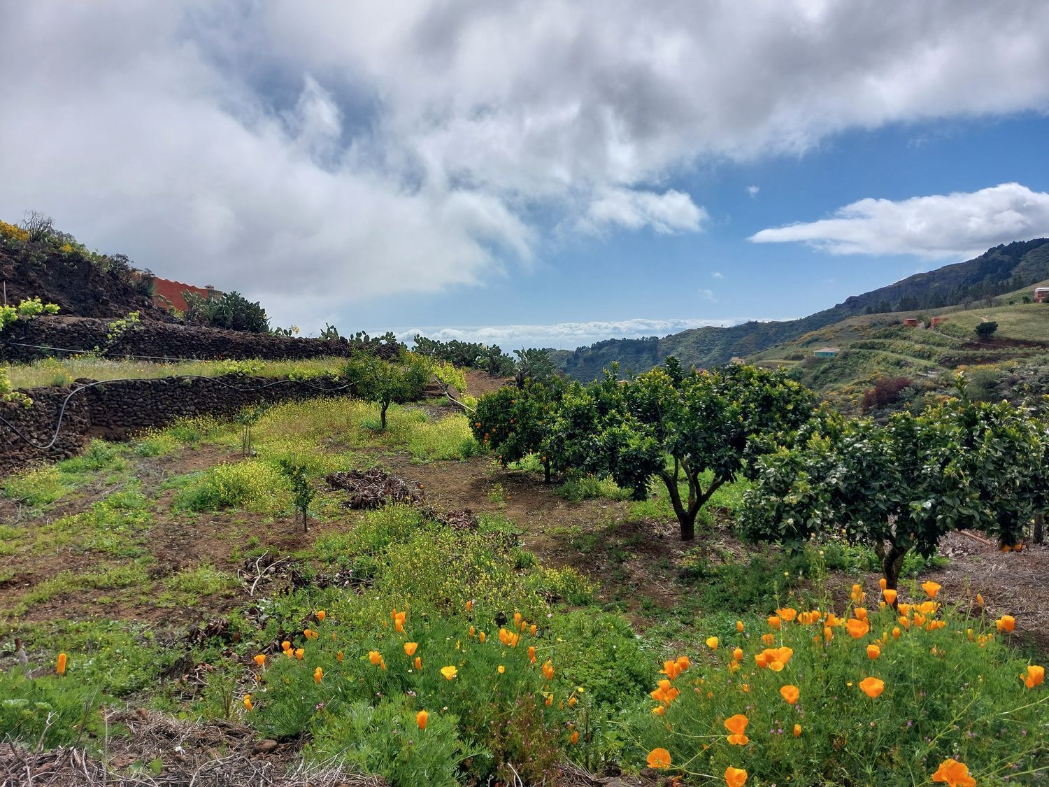Casas o chalets-Venta-Vega de San Mateo-1720929-Foto-11