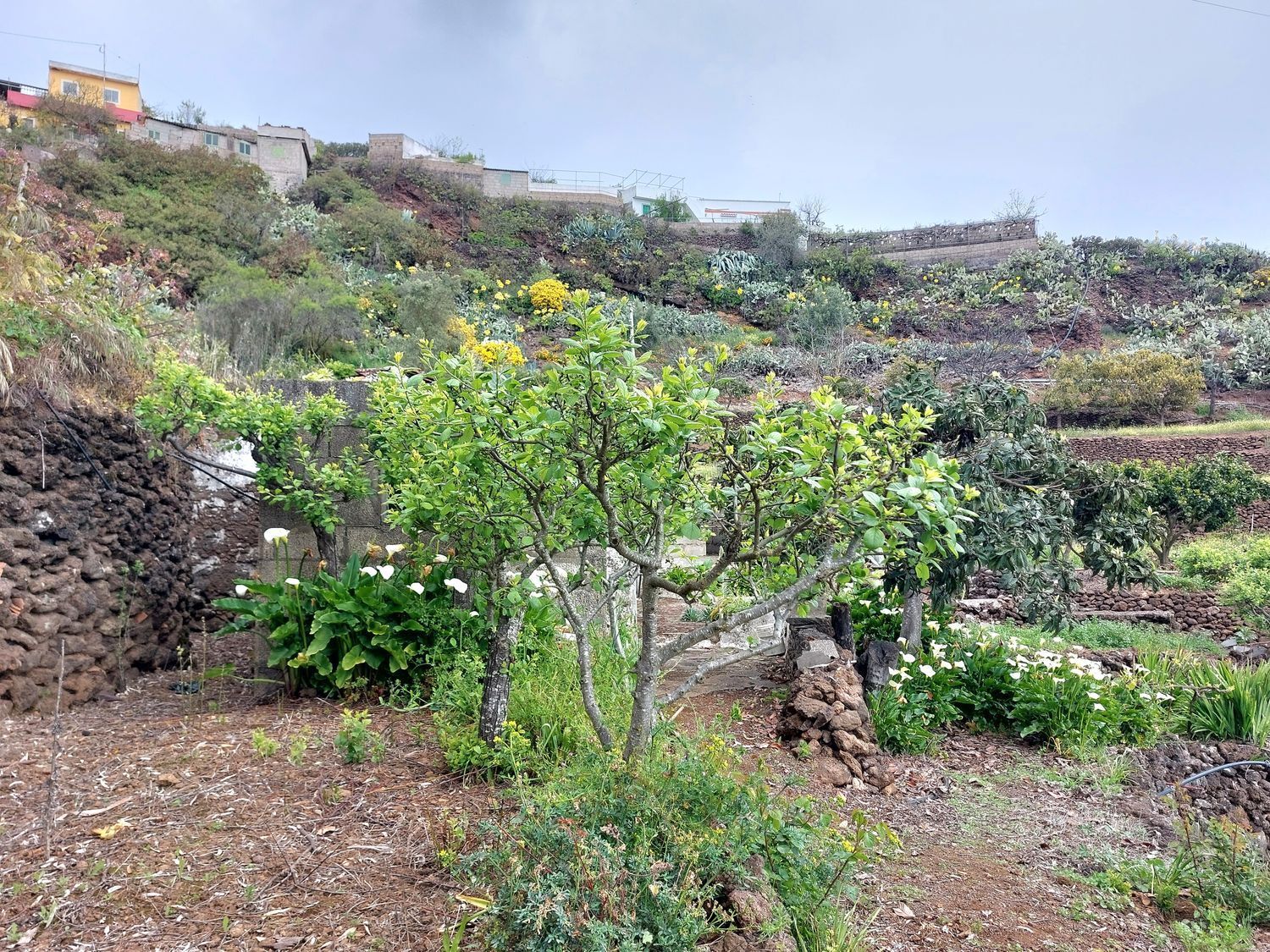 Casas o chalets-Venta-Vega de San Mateo-1720929-Foto-26