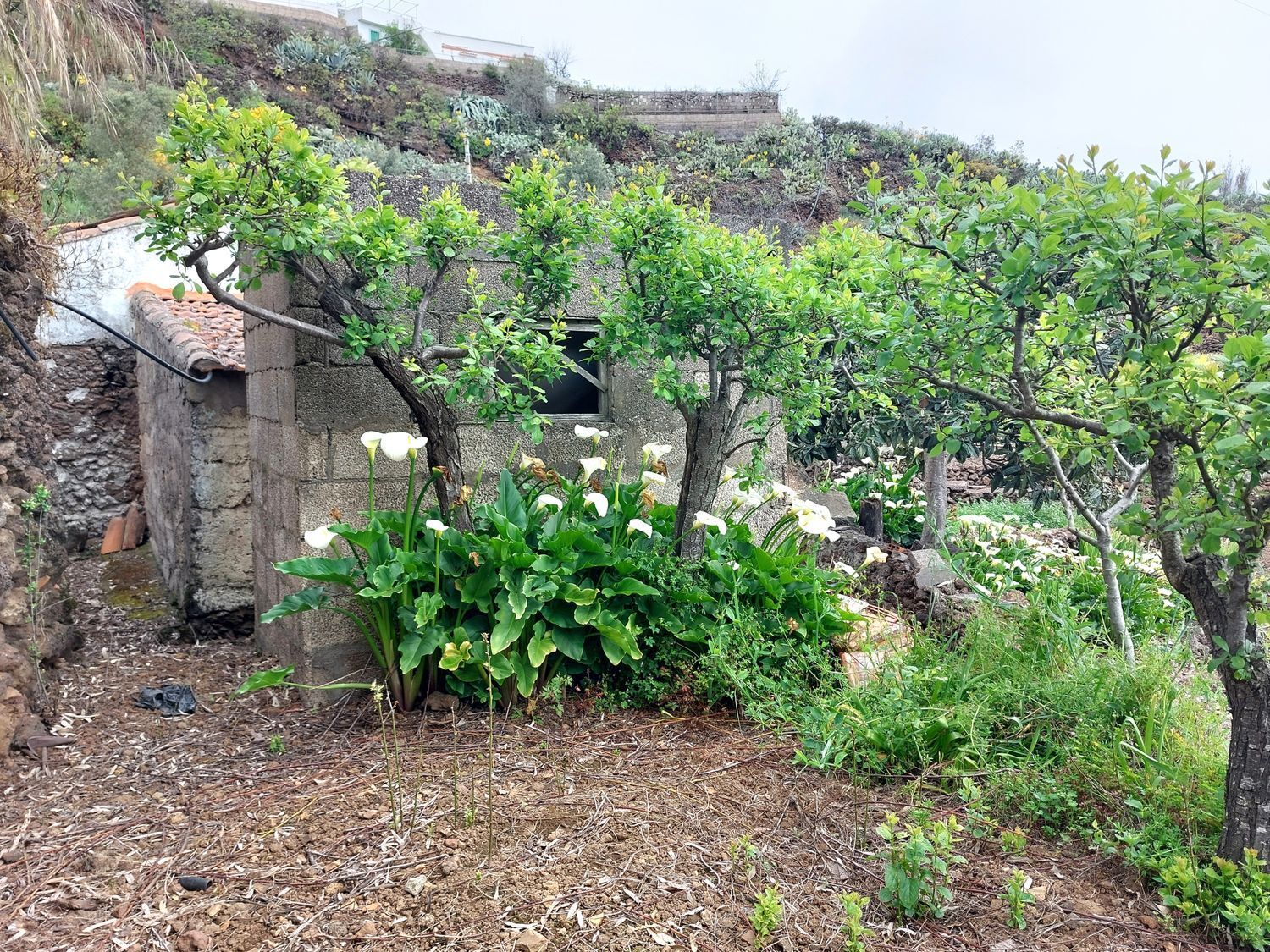 Casas o chalets-Venta-Vega de San Mateo-1720929-Foto-27
