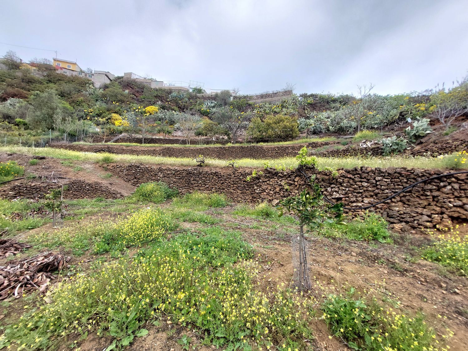 Casas o chalets-Venta-Vega de San Mateo-1720929-Foto-29