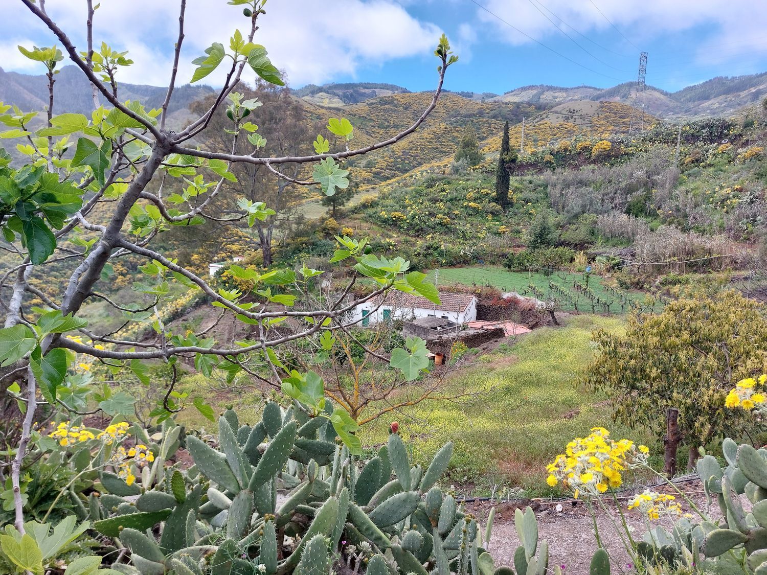 Casas o chalets-Venta-Vega de San Mateo-1720929-Foto-40