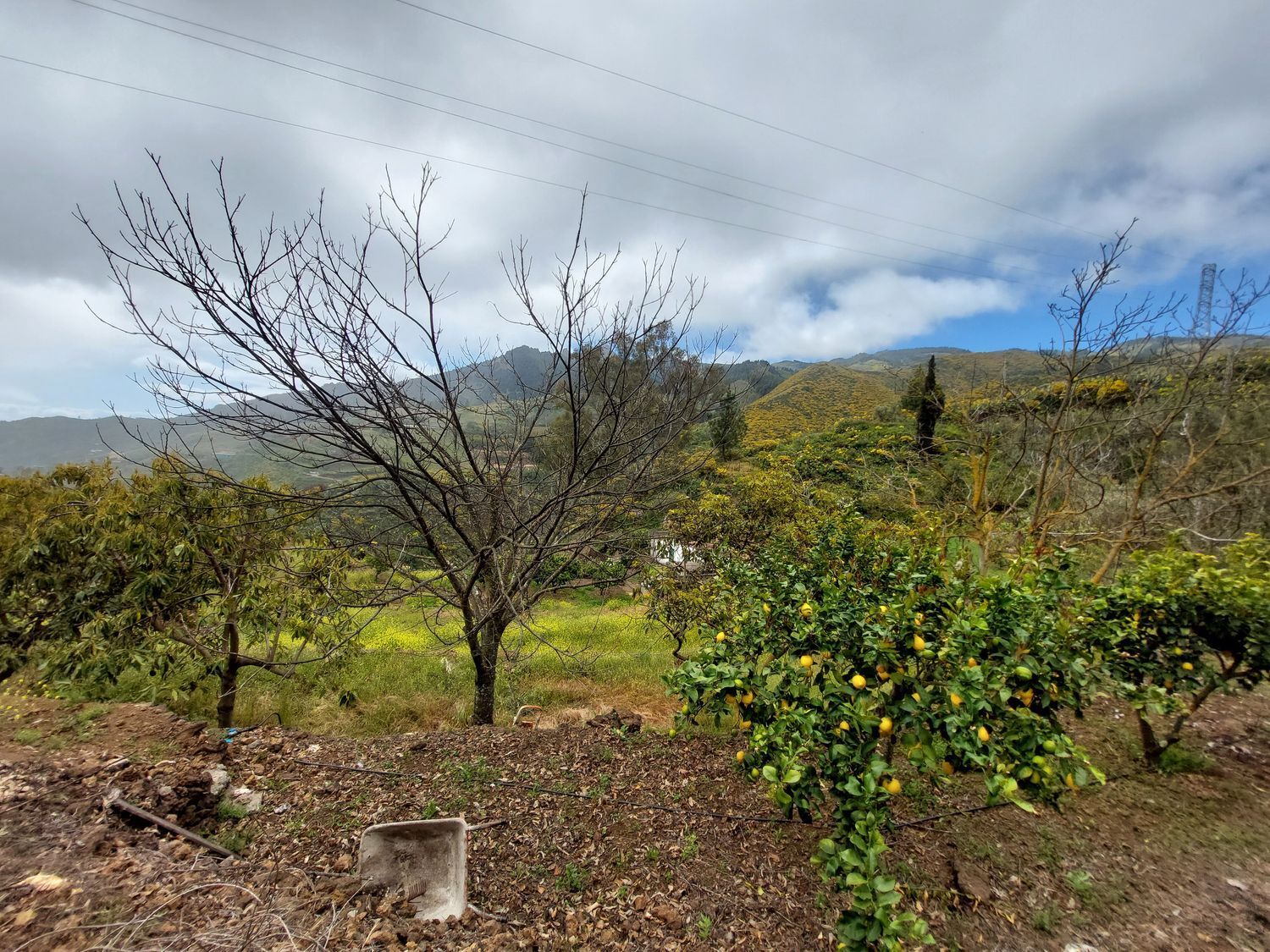 Casas o chalets-Venta-Vega de San Mateo-1720929-Foto-41