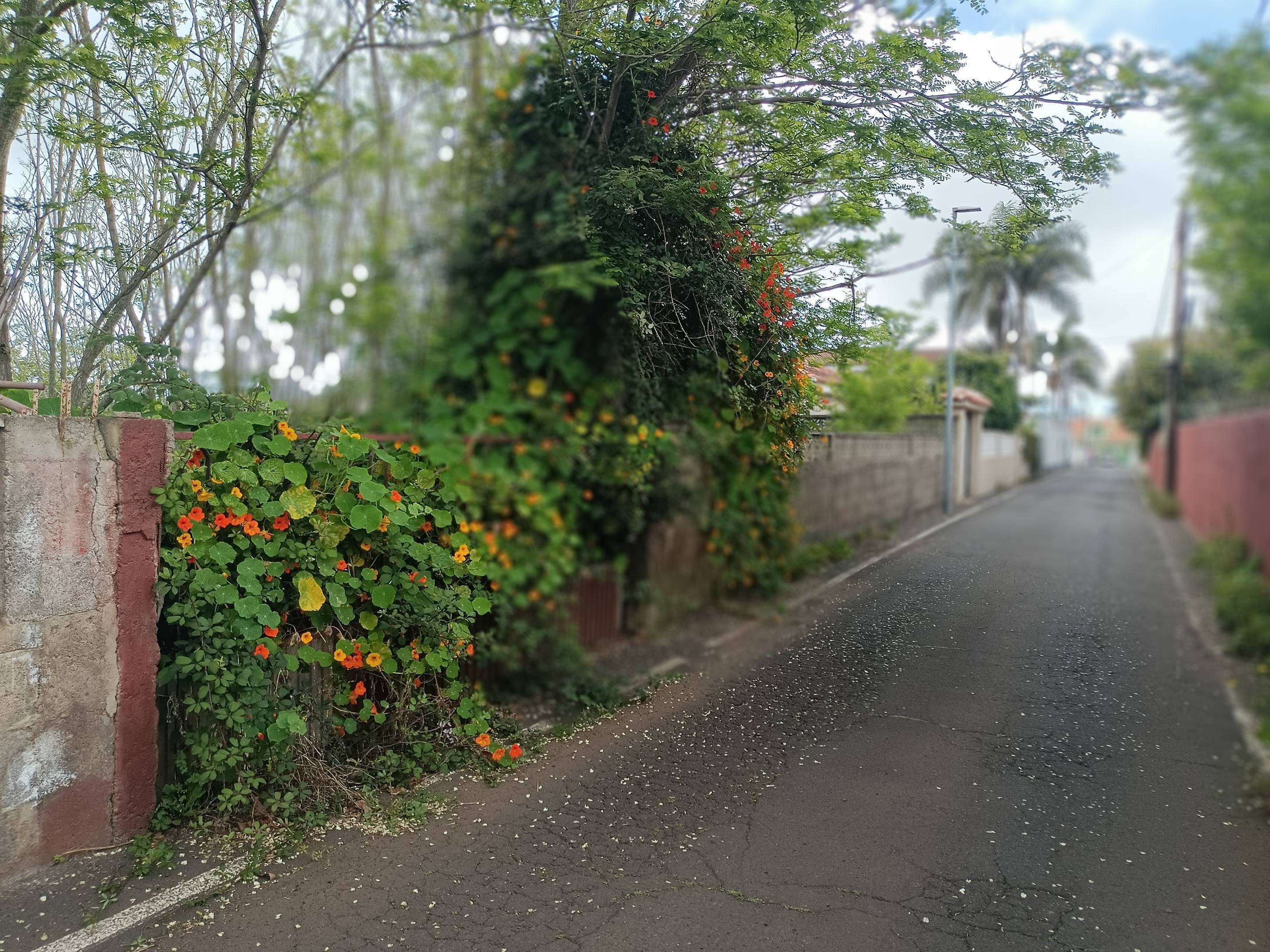 Fincas y solares-Venta-San CristÃ³bal de La Laguna-1747616-Foto-14