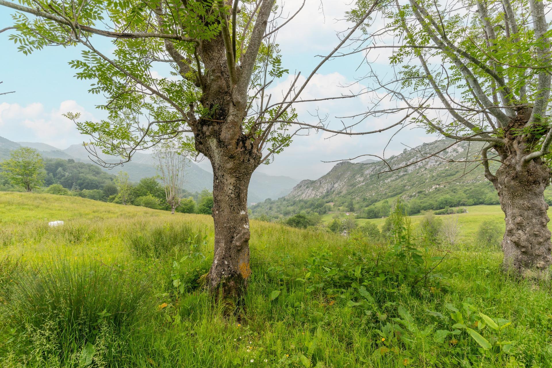 Pisos-Venta-Cangas de OnÃ­s-1790757-Foto-20