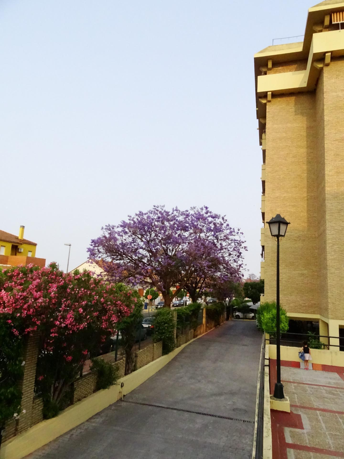 Pisos-Venta-Tomares-1722868-Foto-38