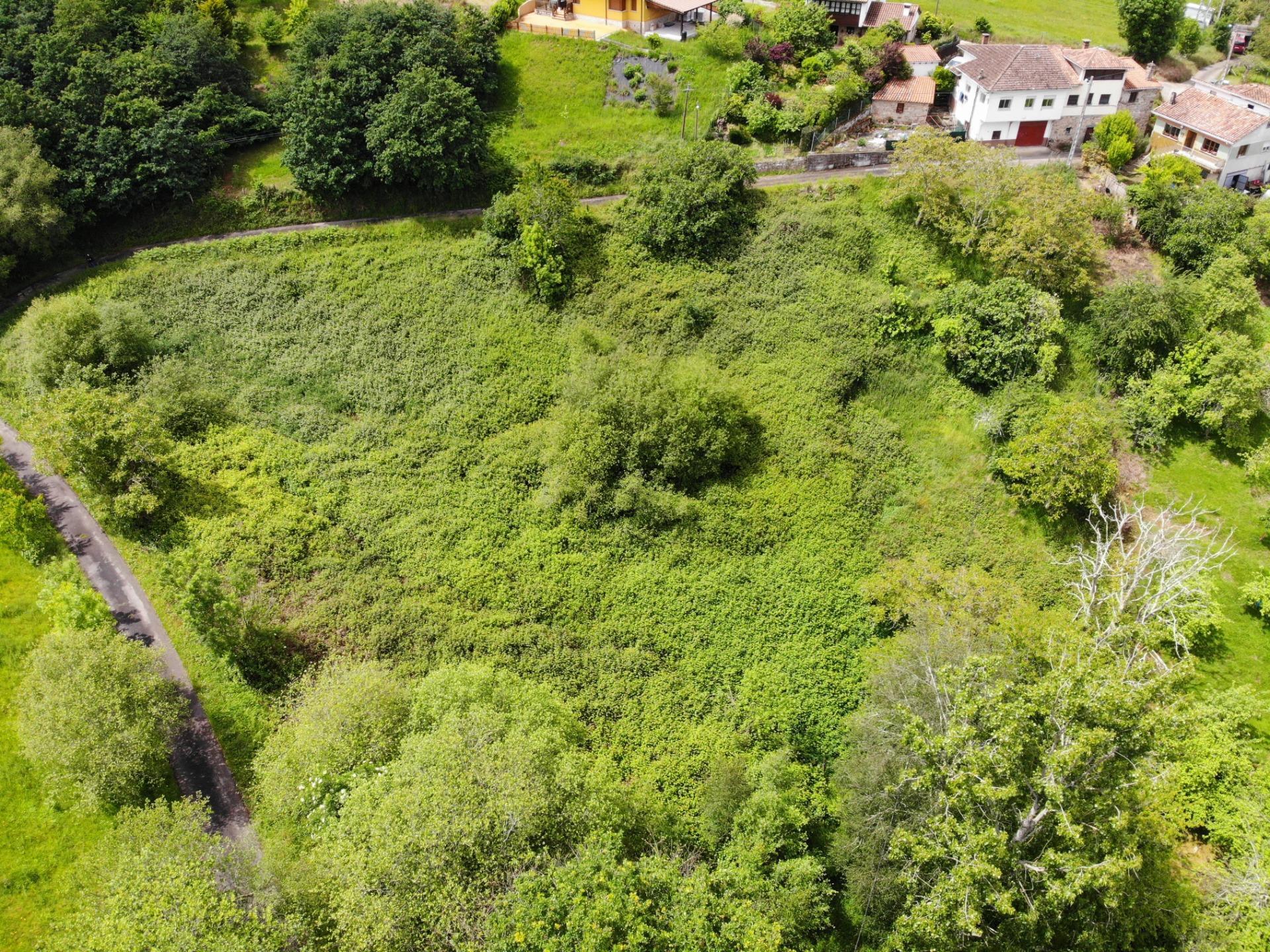Fincas y solares-Venta-PiloÃ±a-1791207-Foto-13