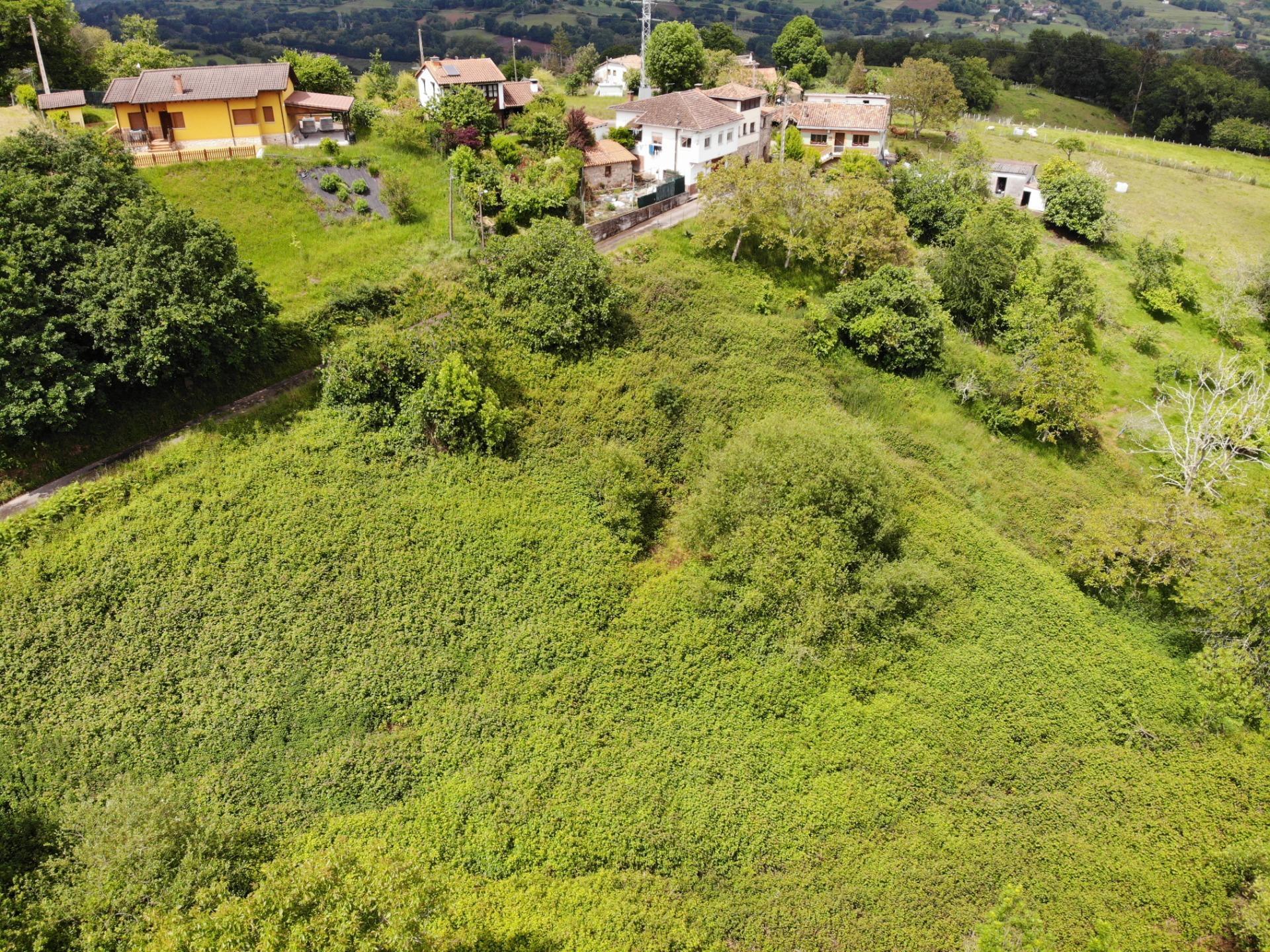 Fincas y solares-Venta-PiloÃ±a-1791207-Foto-16