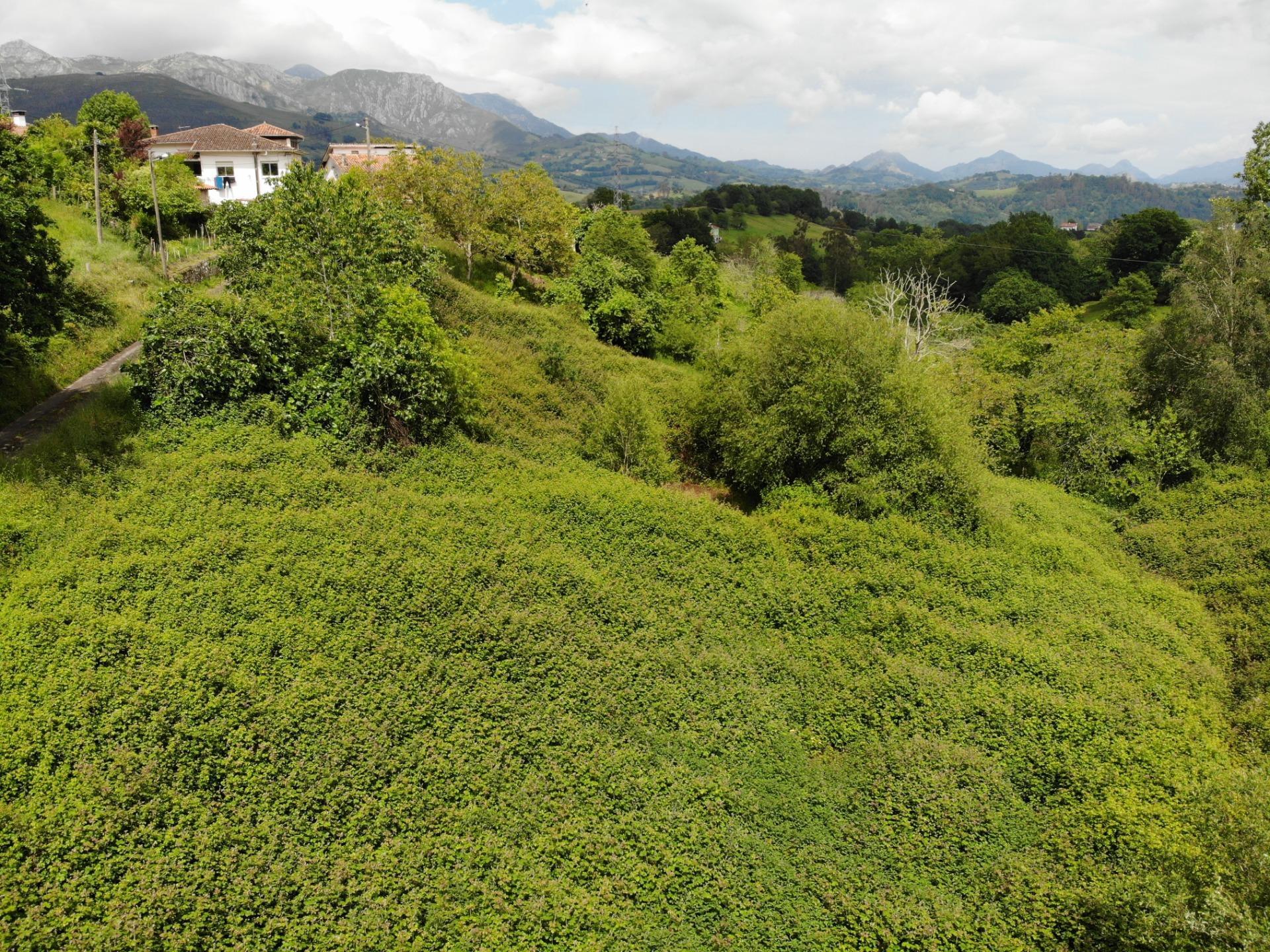 Fincas y solares-Venta-PiloÃ±a-1791207-Foto-19