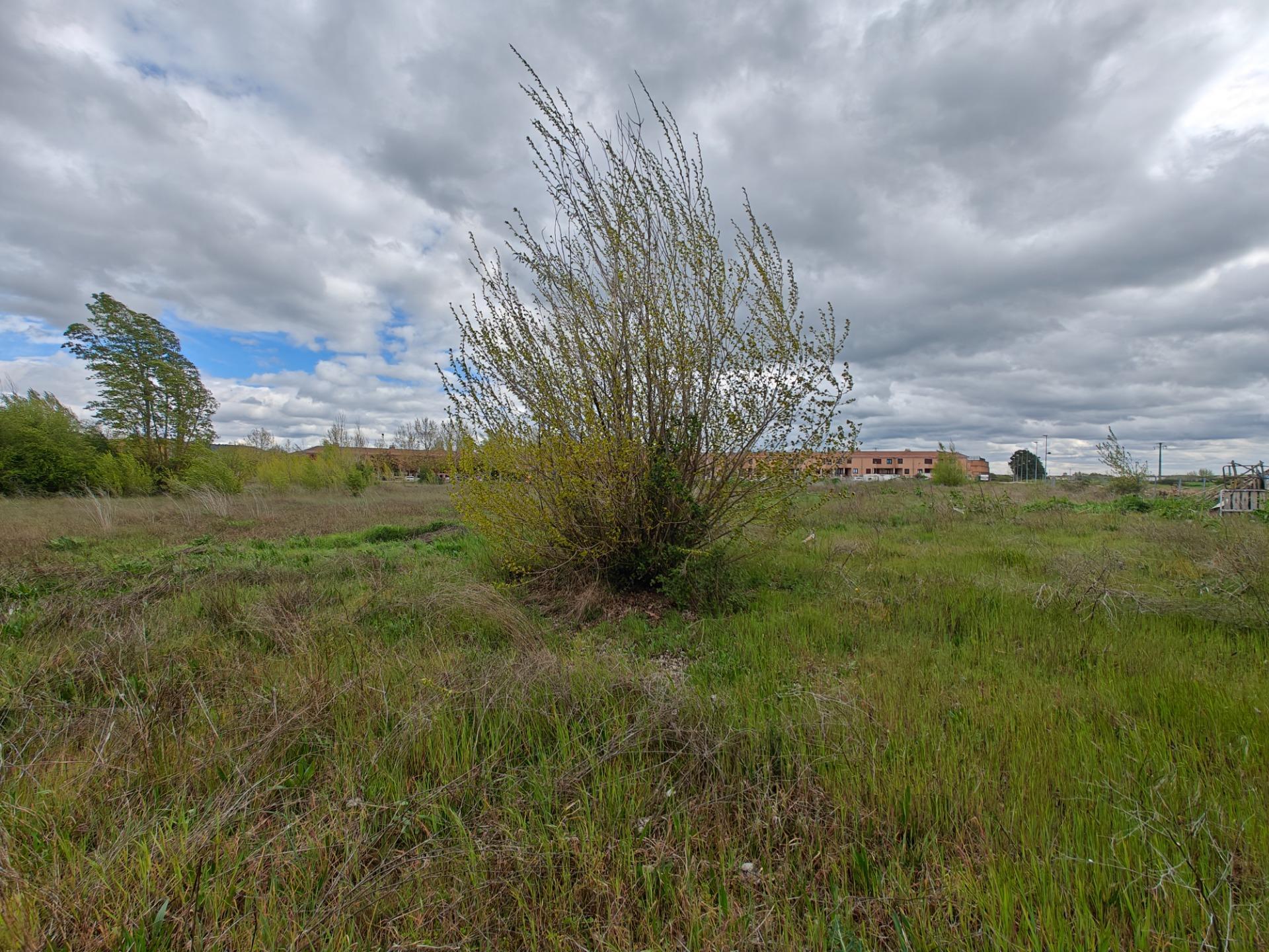 Fincas y solares-Venta-El Pobo de DueÃ±as-1791222-Foto-8
