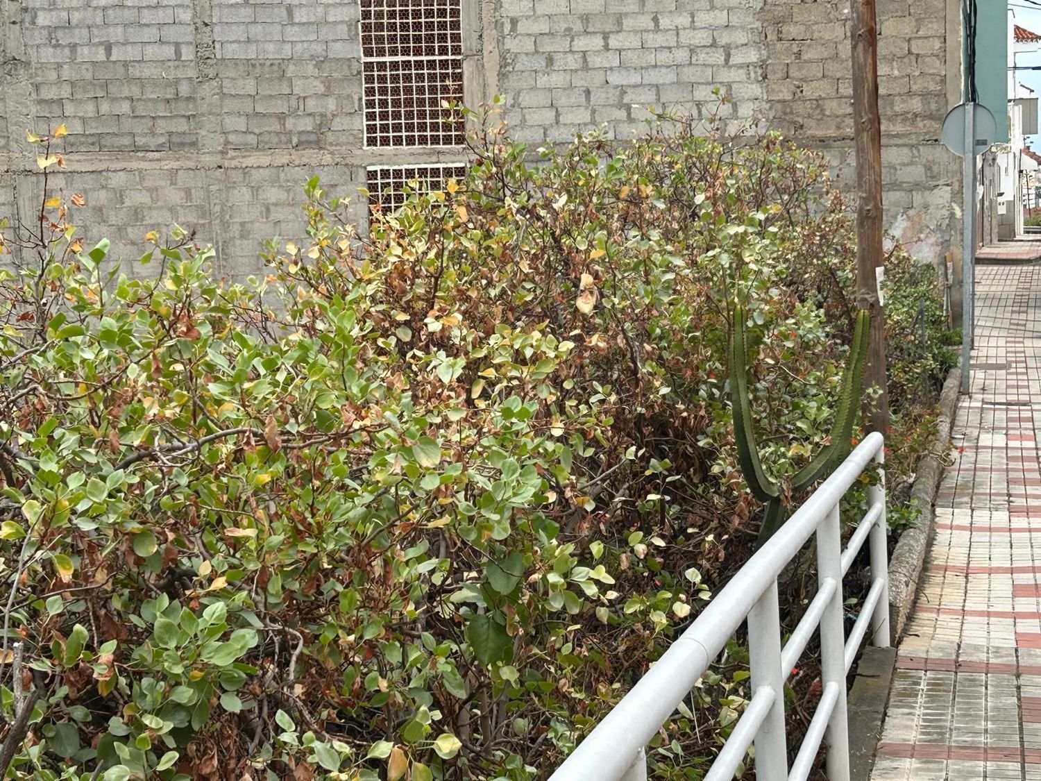 Fincas y solares-Venta-Las Palmas de Gran Canaria-1791704-Foto-7