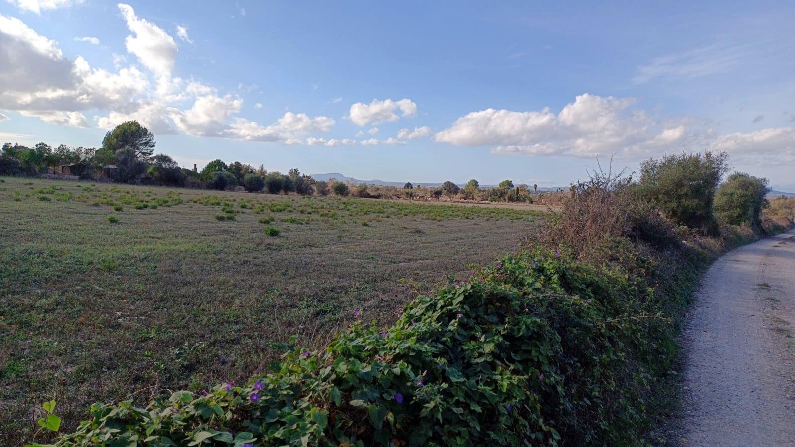 Fincas y solares-Venta-Manacor-1792783-Foto-2