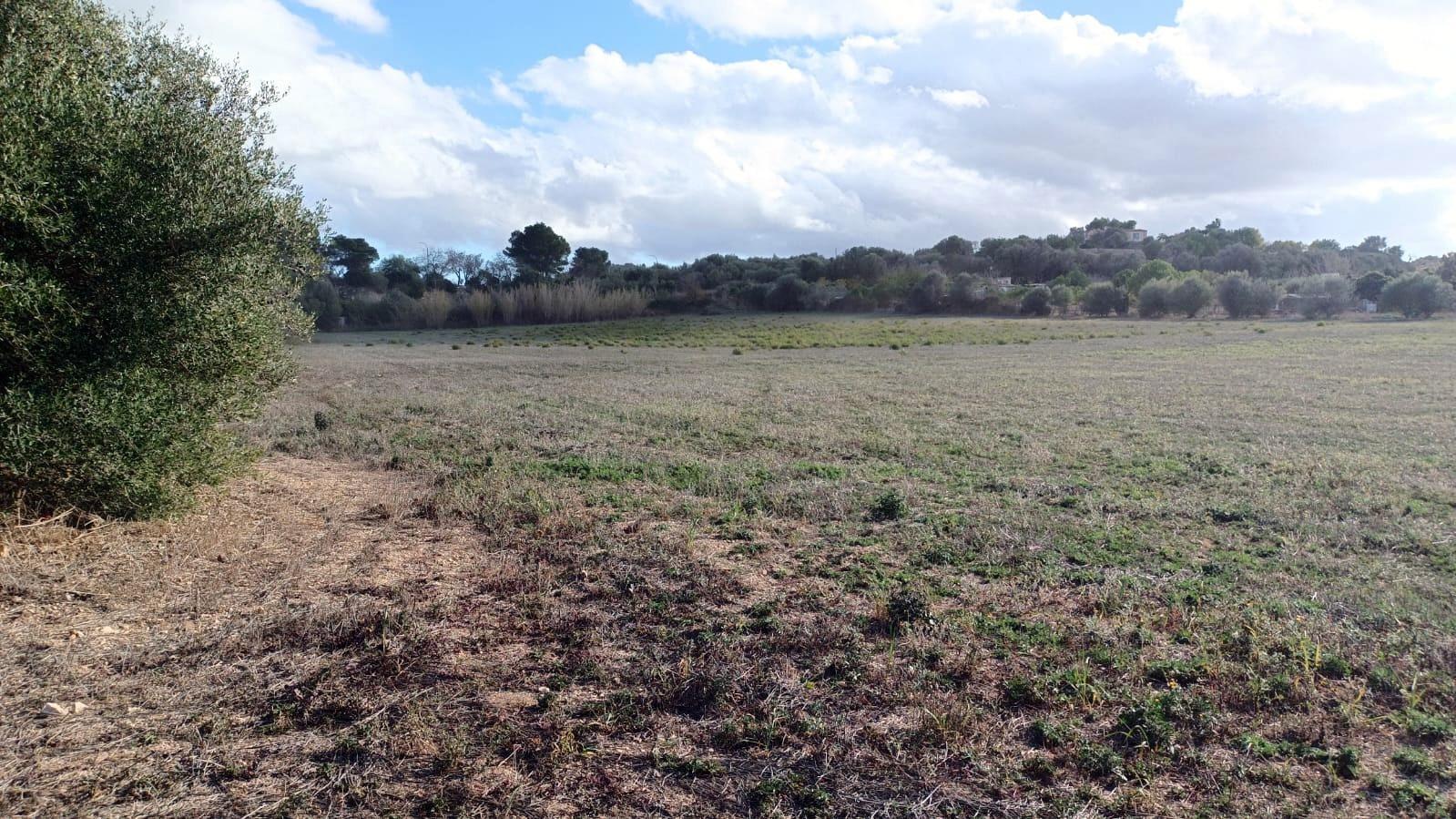 Fincas y solares-Venta-Manacor-1792783-Foto-3