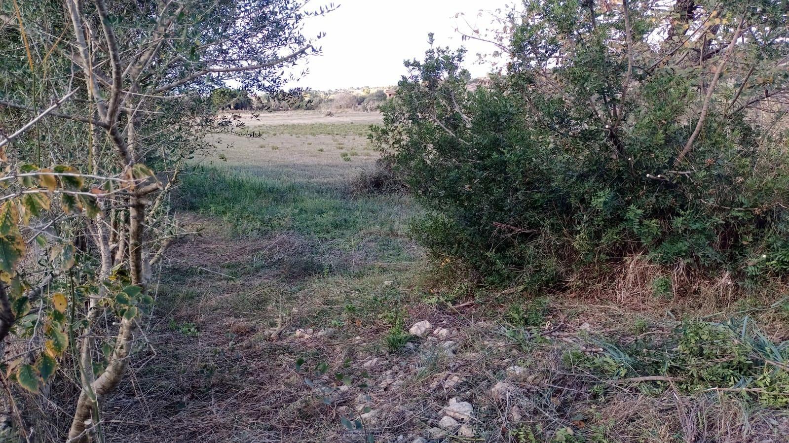 Fincas y solares-Venta-Manacor-1792783-Foto-4