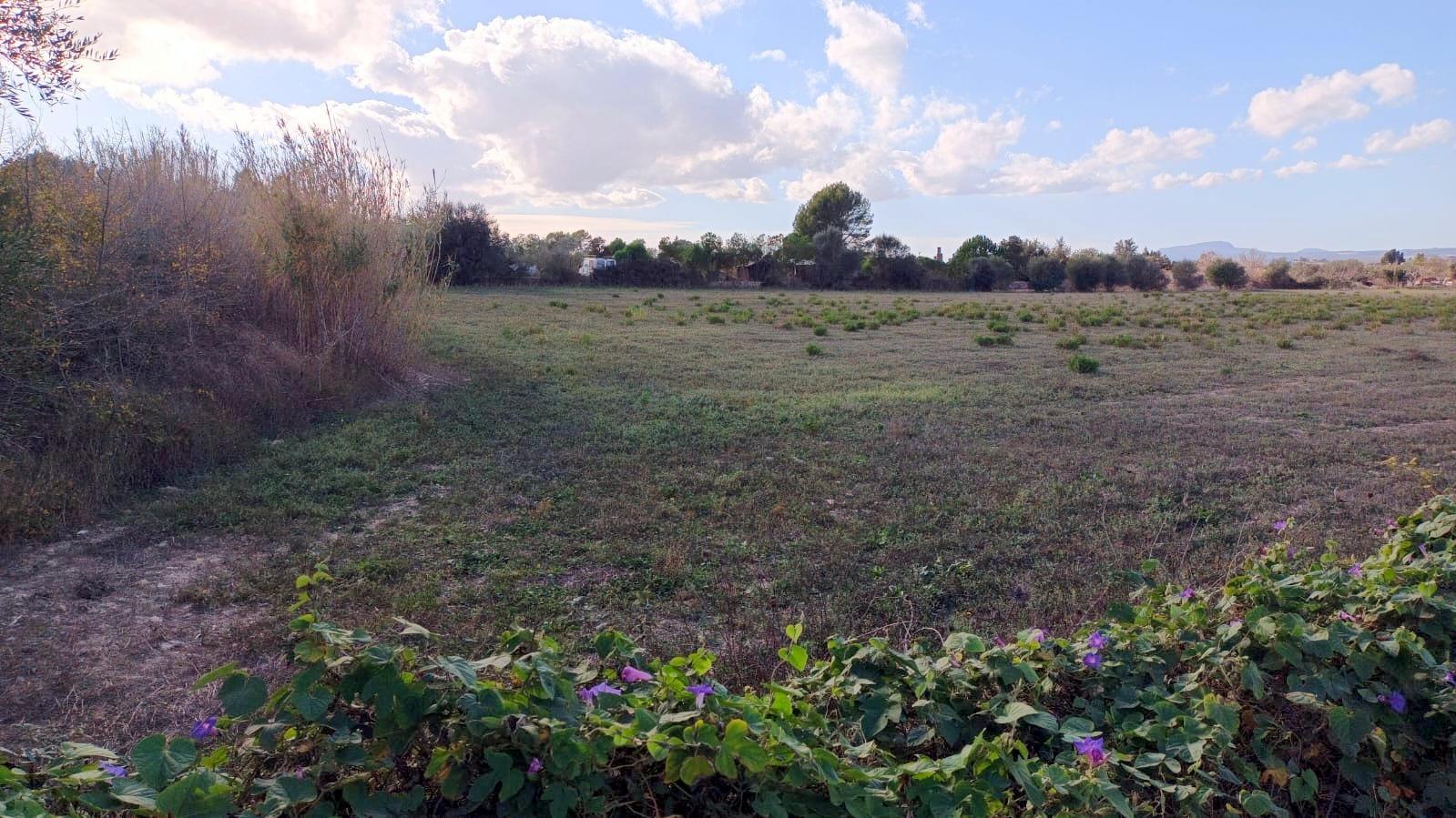 Fincas y solares-Venta-Manacor-1792783-Foto-6