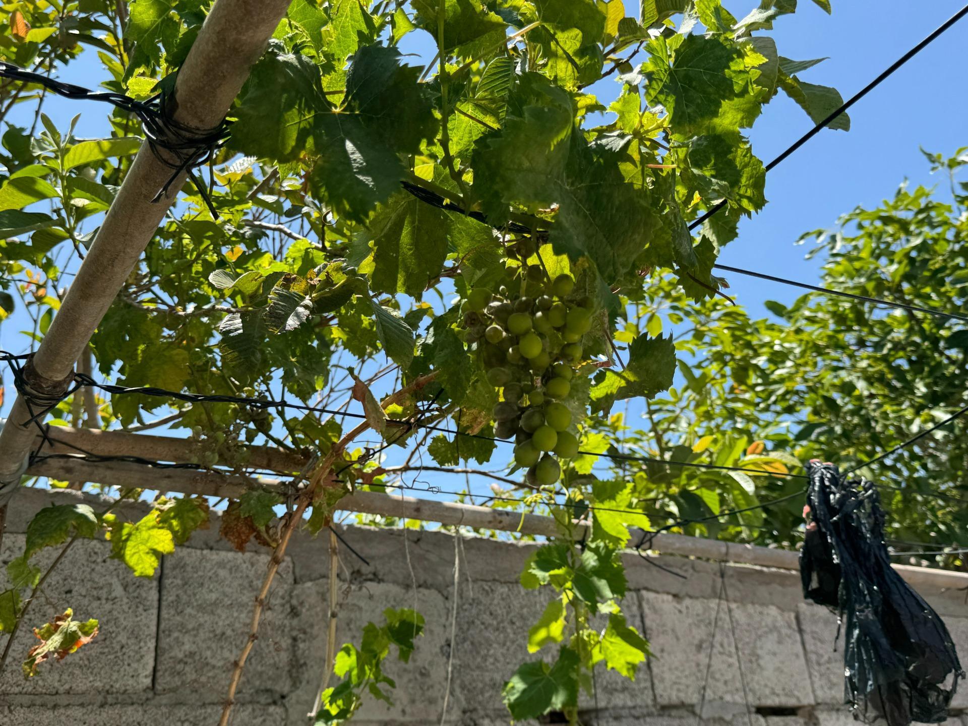 Fincas y solares-Venta-La Aldea de San NicolÃ¡s-1792292-Foto-14