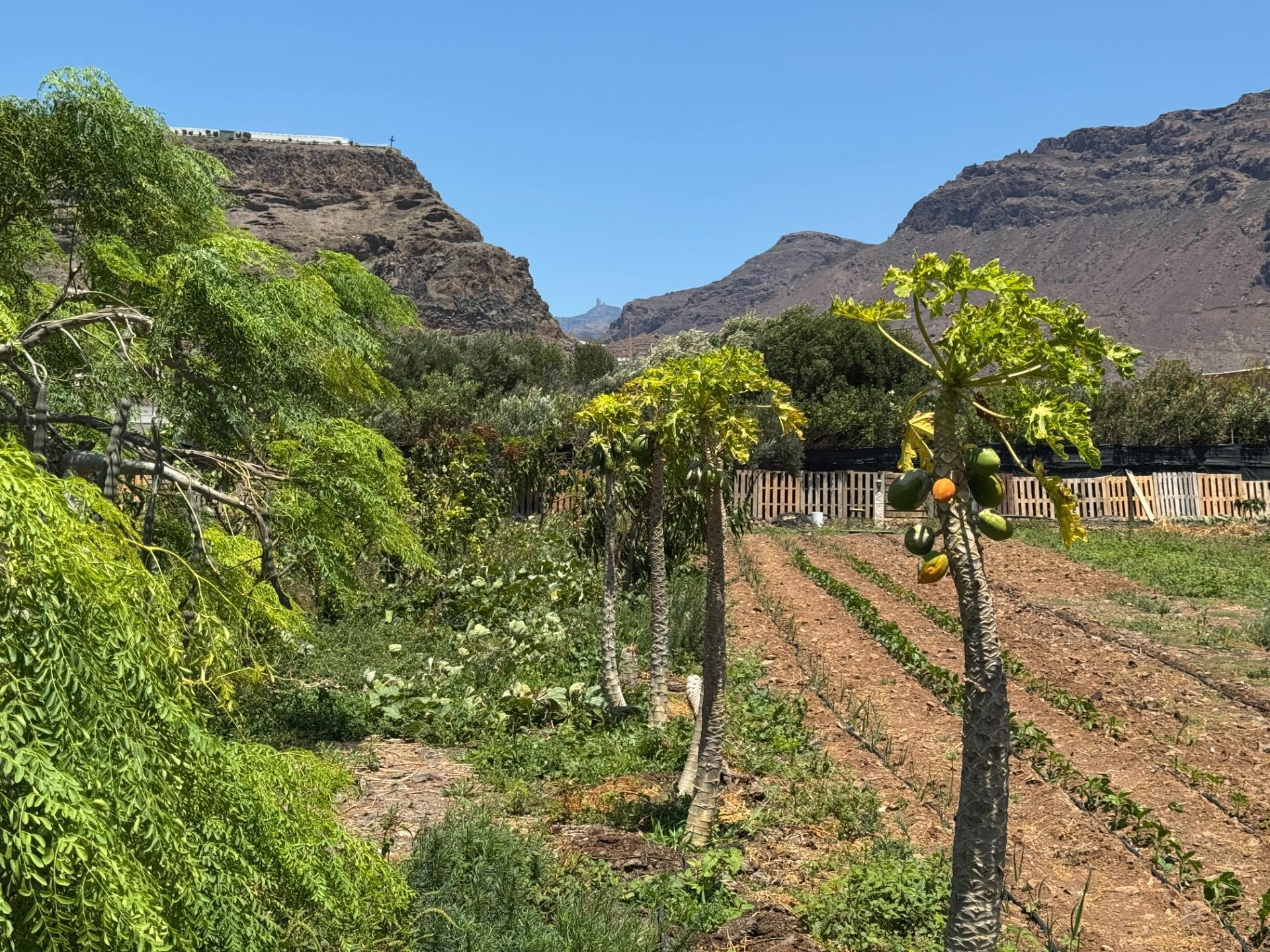 Fincas y solares-Venta-La Aldea de San NicolÃ¡s-1792292-Foto-16