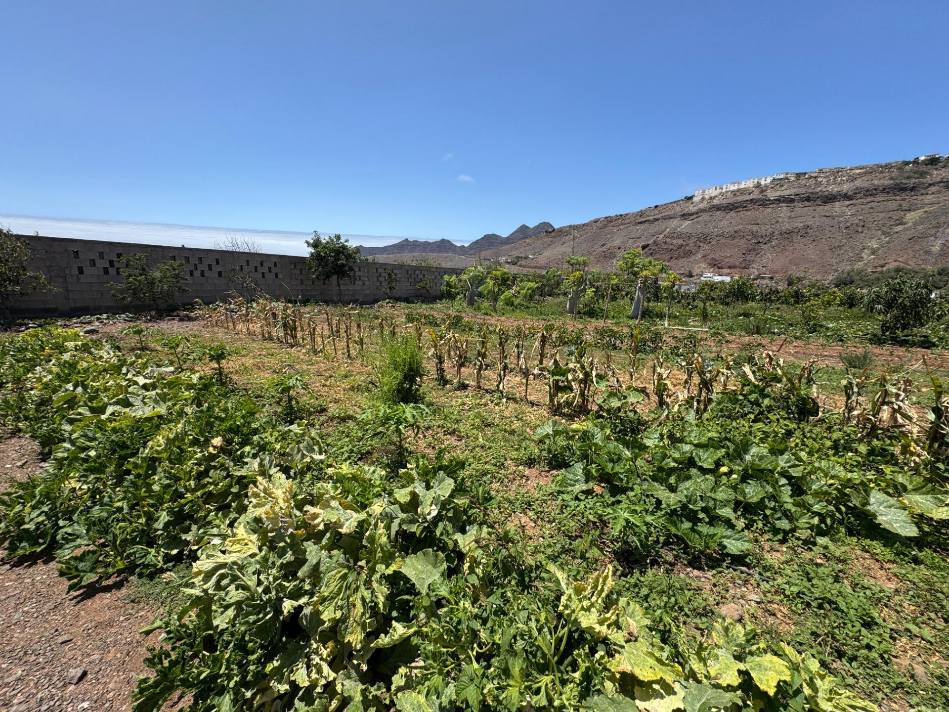 Fincas y solares-Venta-La Aldea de San NicolÃ¡s-1792292-Foto-20