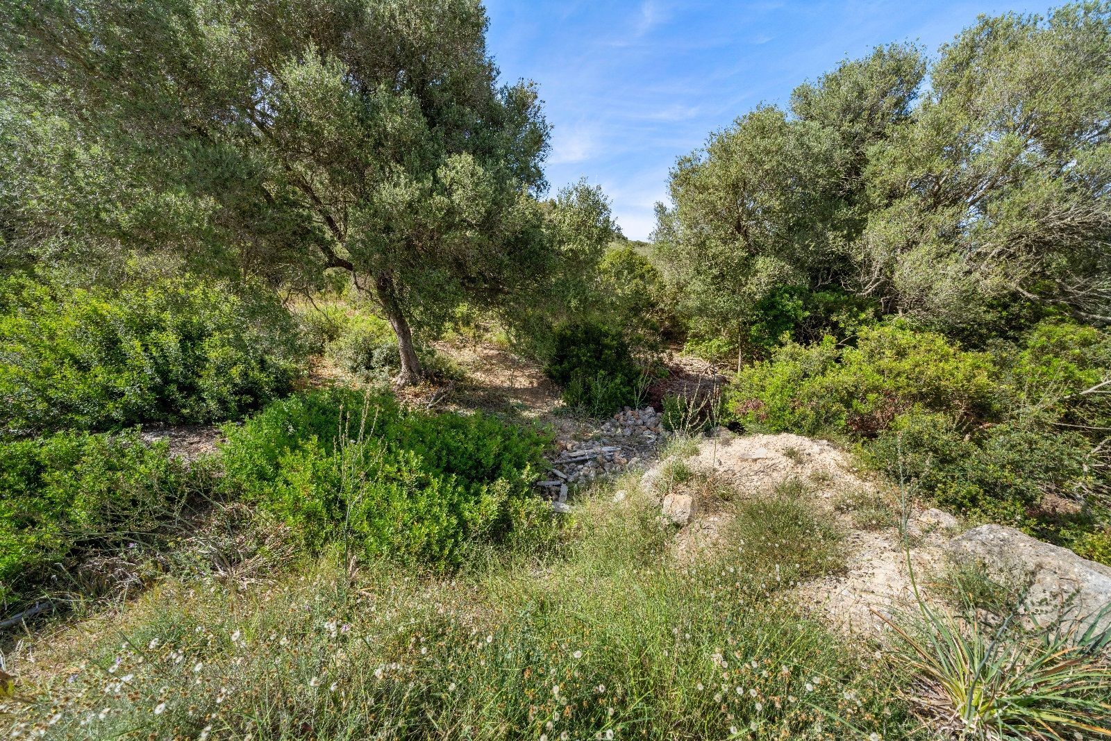Fincas y solares-Venta-AlcÃºdia-952725-Foto-13