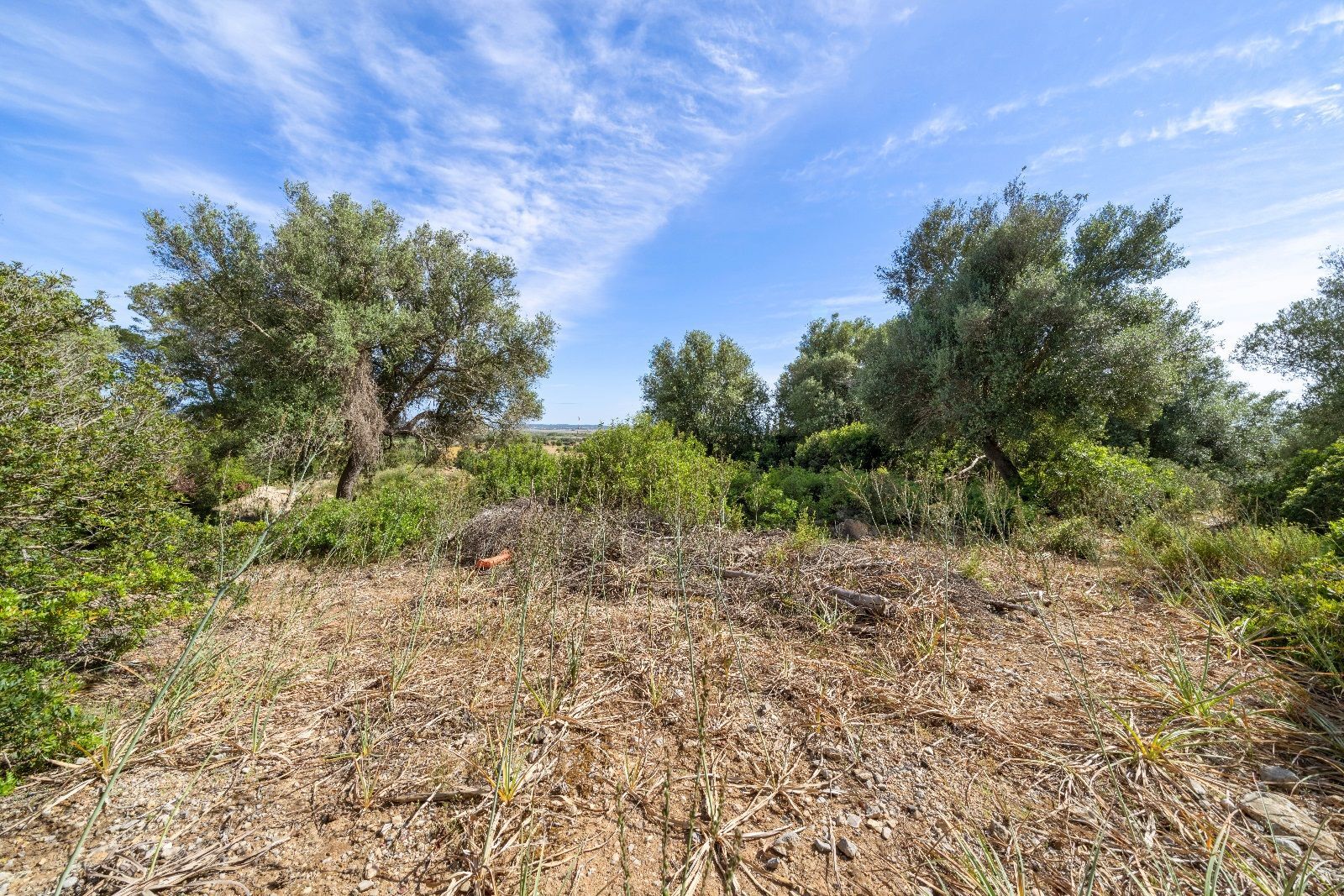 Fincas y solares-Venta-AlcÃºdia-952725-Foto-10