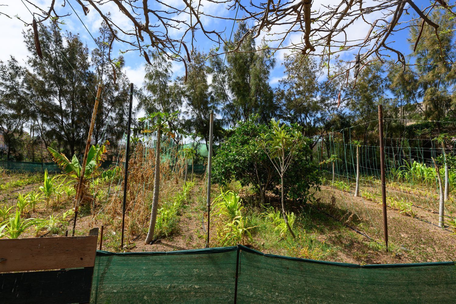 Casas o chalets-Venta-Telde-1792819-Foto-24
