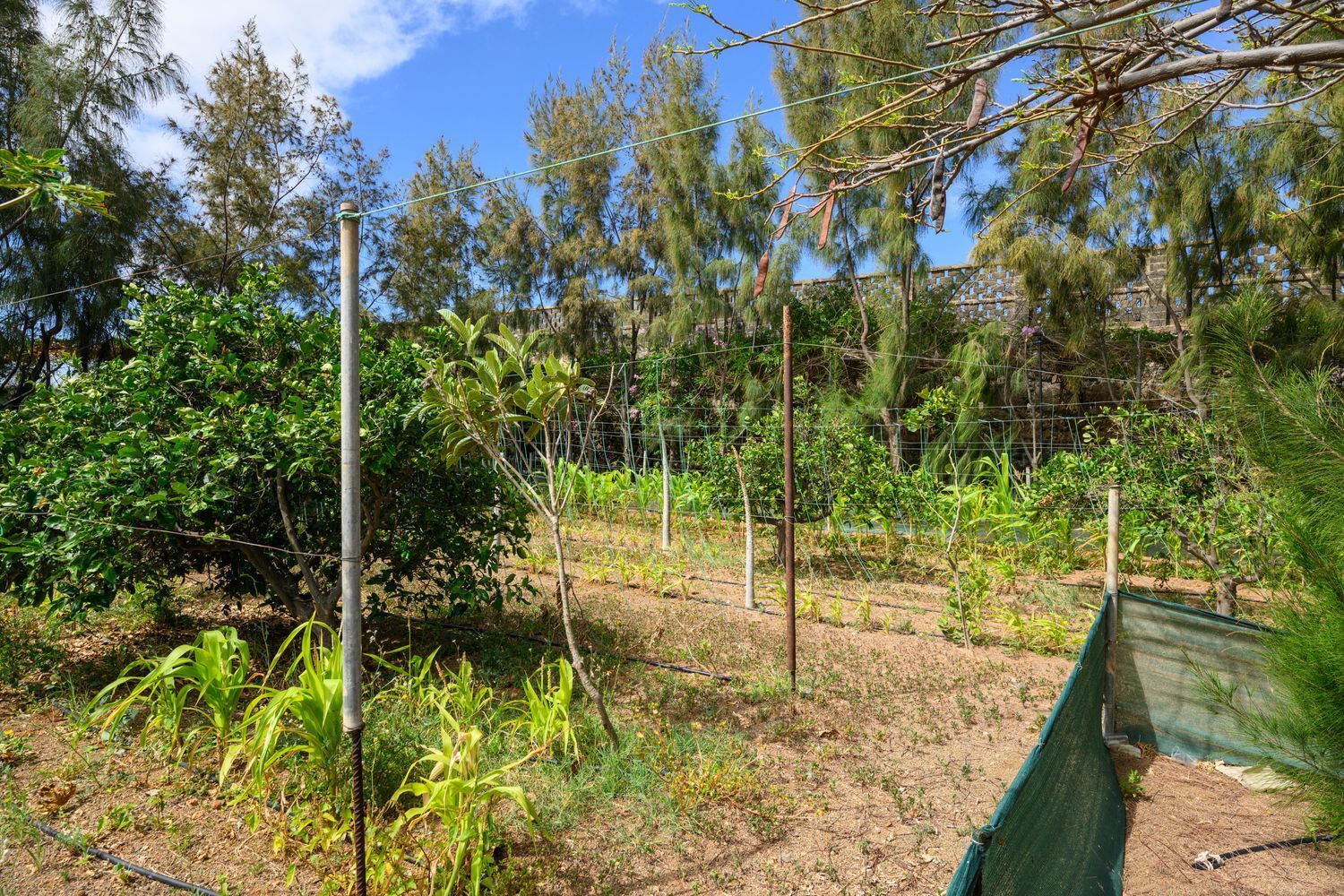 Casas o chalets-Venta-Telde-1792819-Foto-25