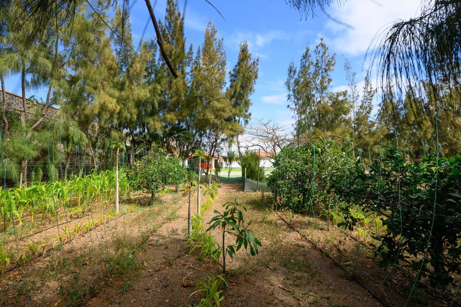 Casas o chalets-Venta-Telde-1792819-Foto-28