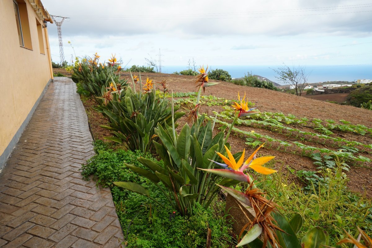Pisos-Alquiler-Santa MarÃ­a de GuÃ­a de Gran Canaria-1793366-Foto-4