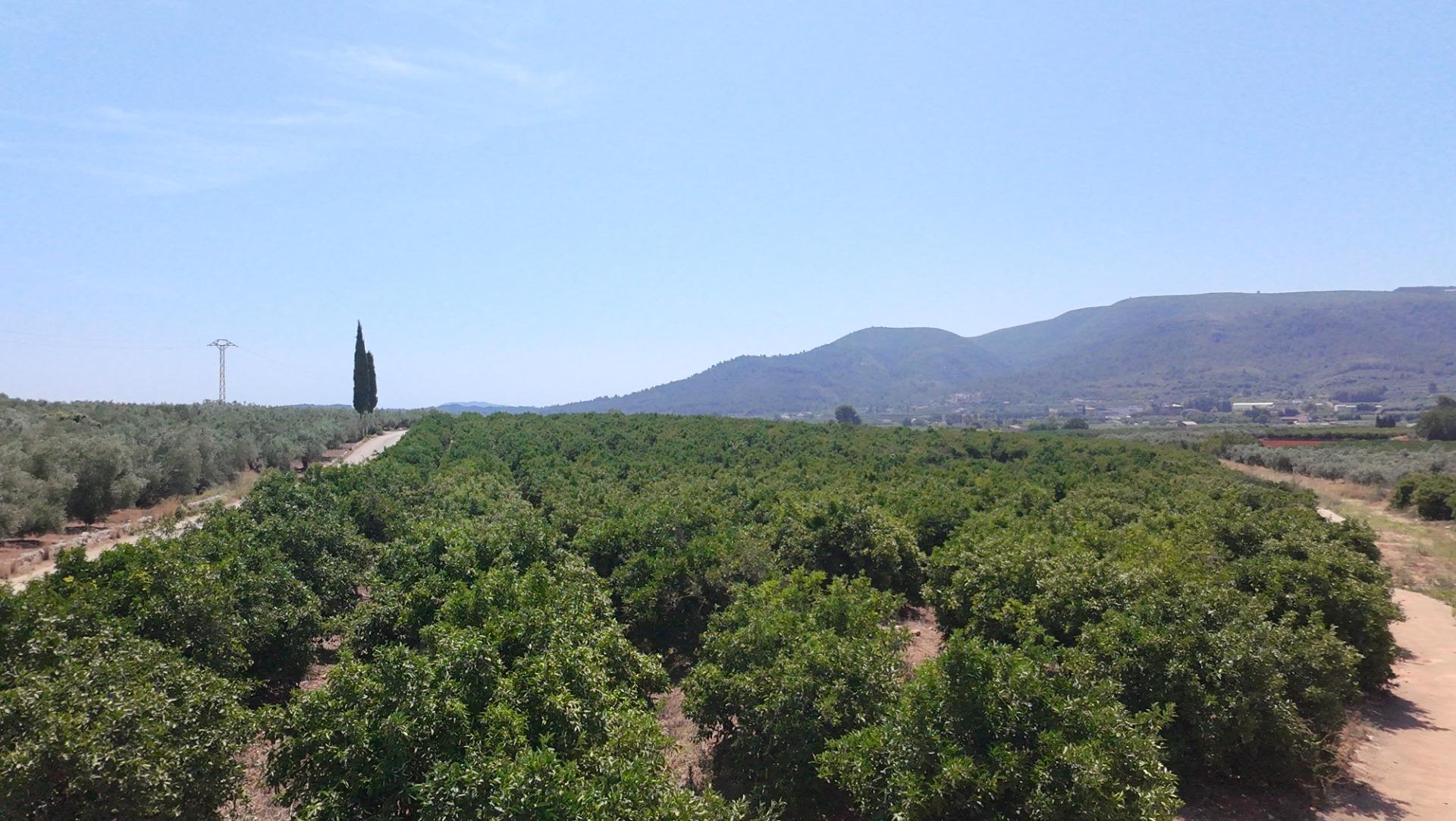 Fincas y solares-Venta-Enguera-1766340-Foto-4