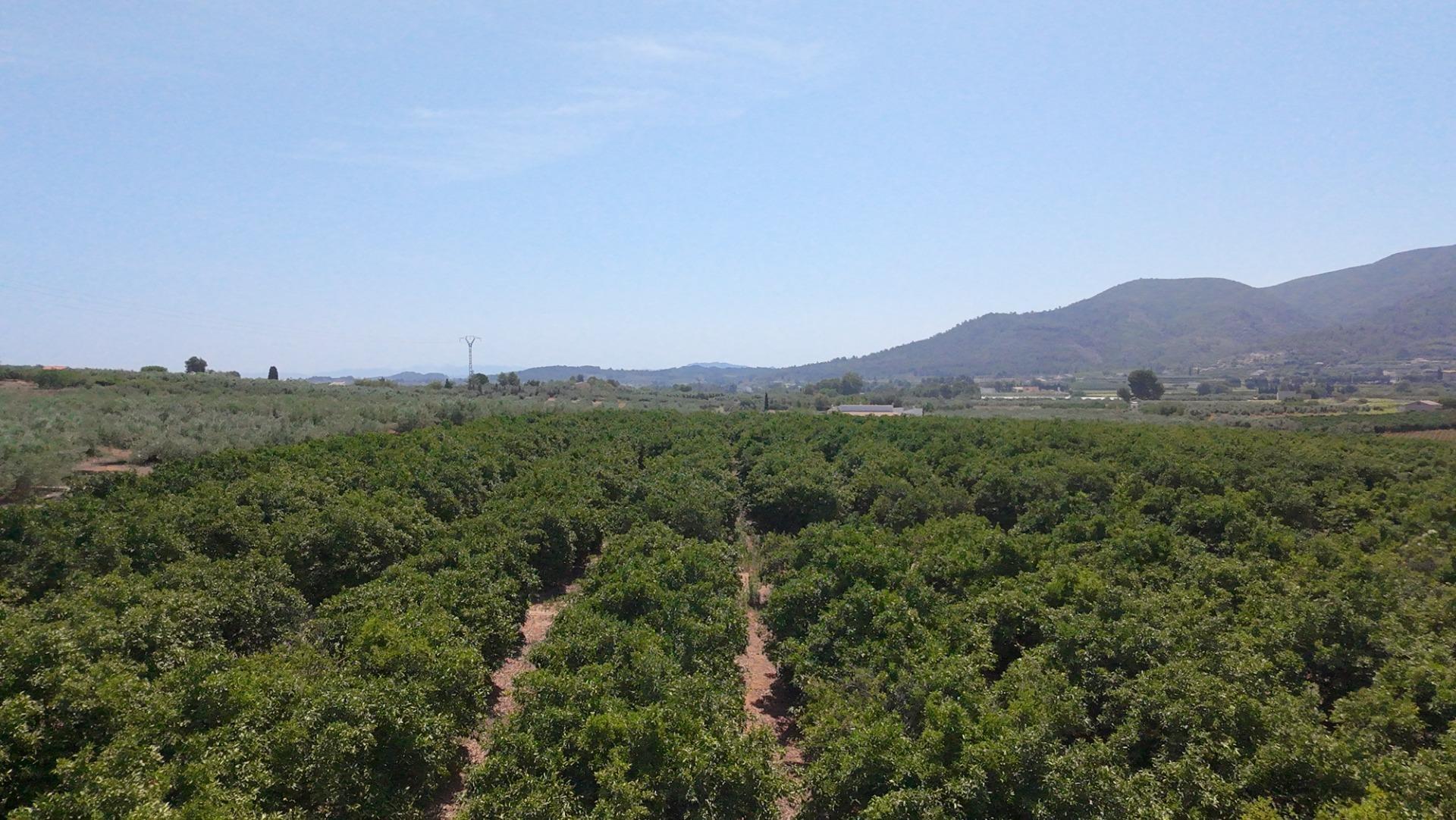 Fincas y solares-Venta-Enguera-1766340-Foto-6