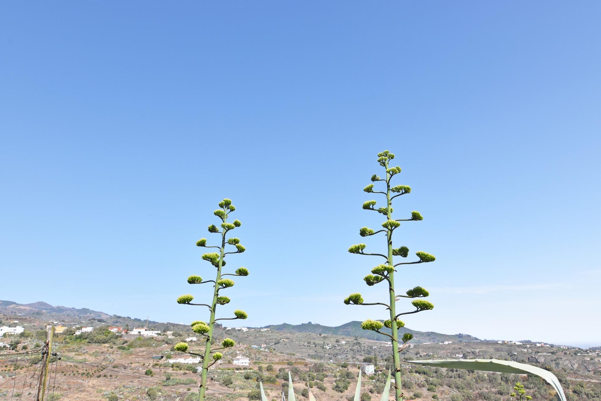 Pisos-Venta-Las Palmas de Gran Canaria-1827983-Foto-55