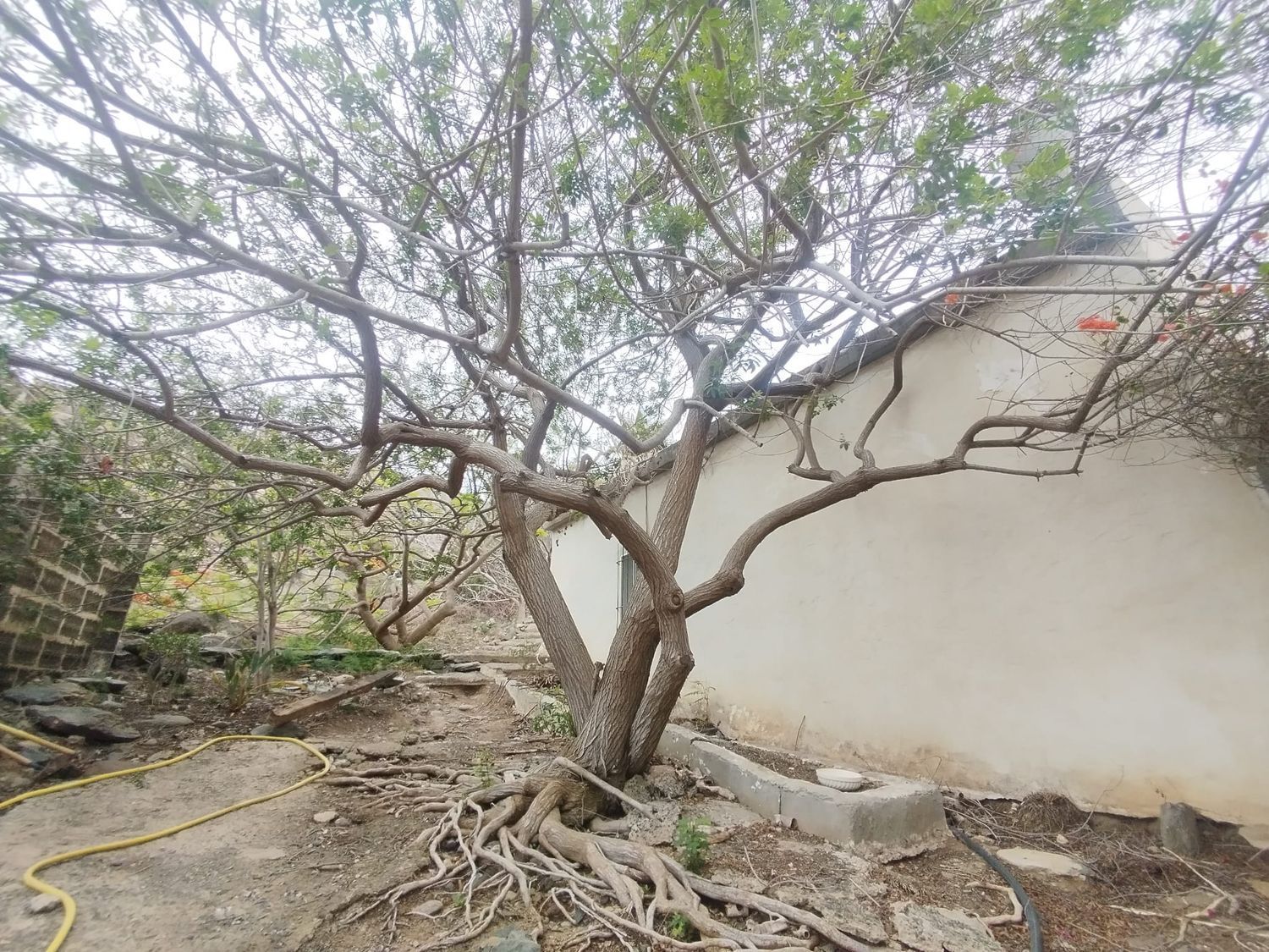 Fincas y solares-Venta-Las Palmas de Gran Canaria-1828327-Foto-16