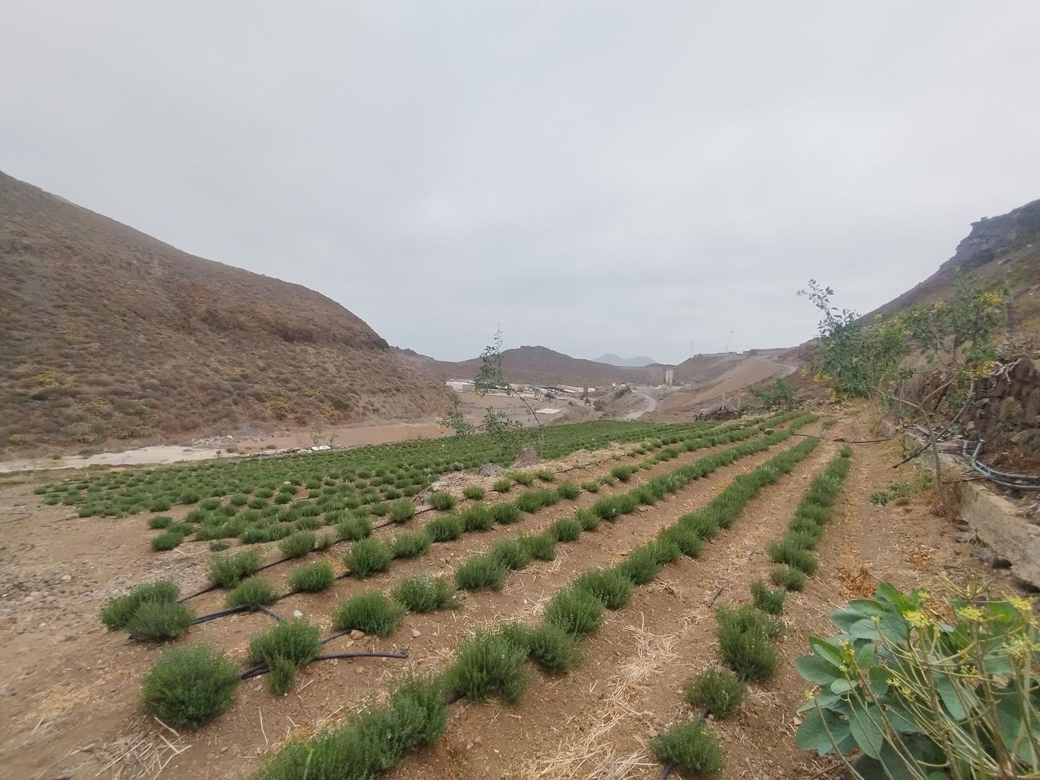 Casas o chalets-Venta-Las Palmas de Gran Canaria-1791746-Foto-26