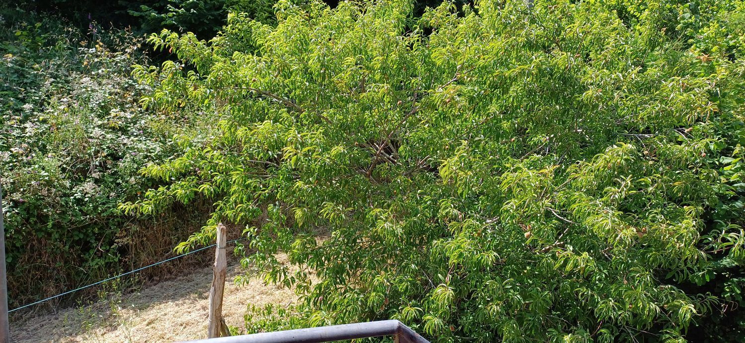 Casas o chalets-Venta-Colunga-1751780-Foto-40