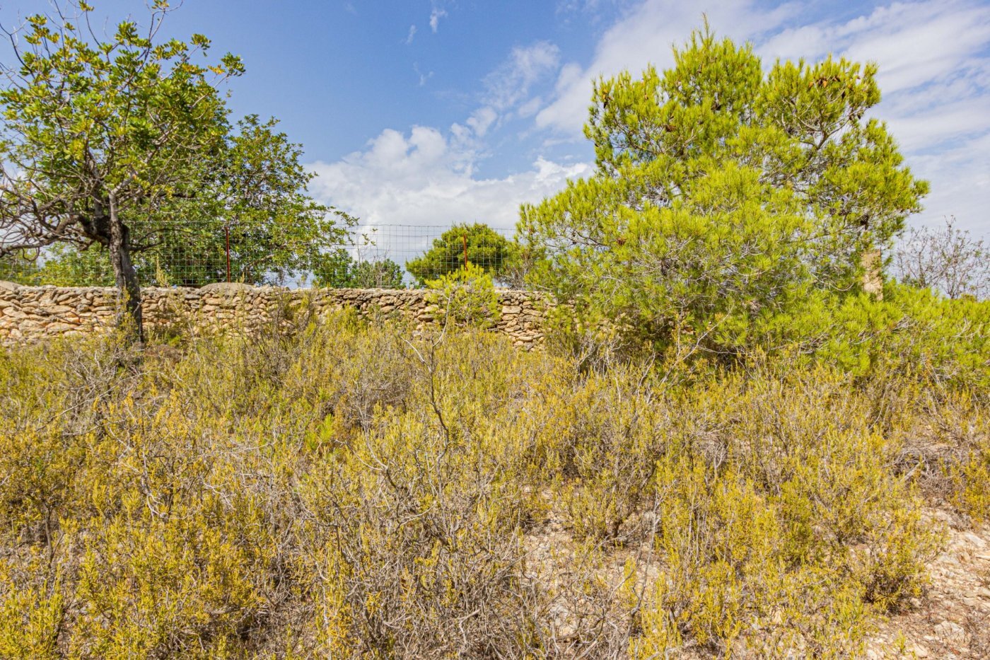 Fincas y solares-Venta-Monserrat - Montserrat-492198-Foto-2