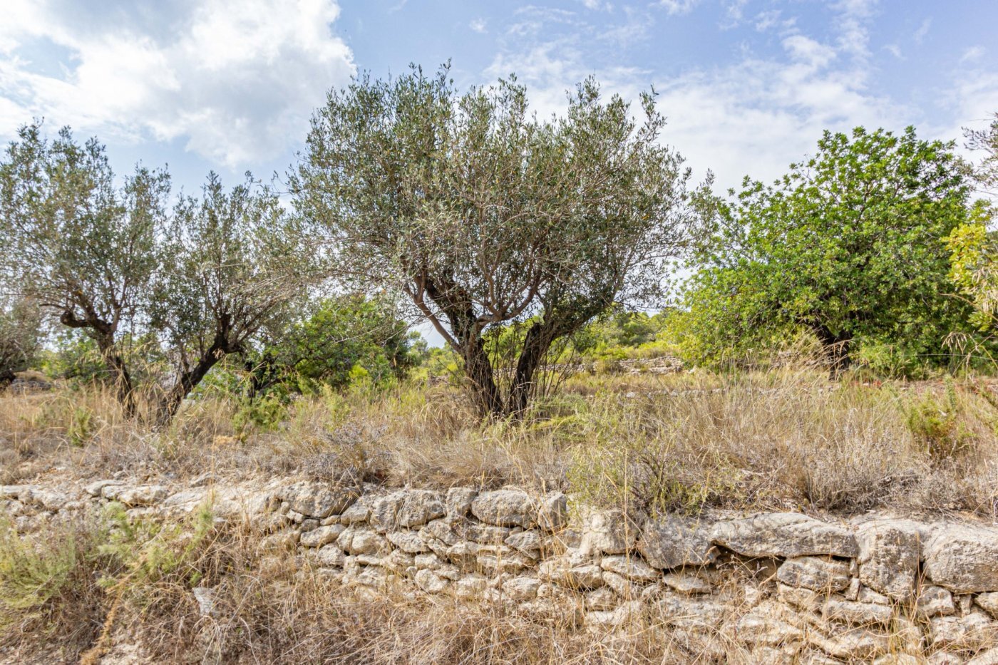Fincas y solares-Venta-Monserrat - Montserrat-492198-Foto-11