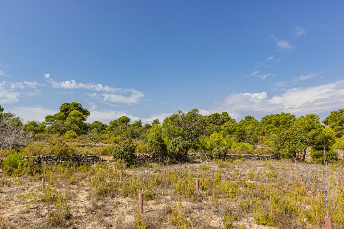 Fincas y solares-Venta-Monserrat - Montserrat-492198-Foto-22