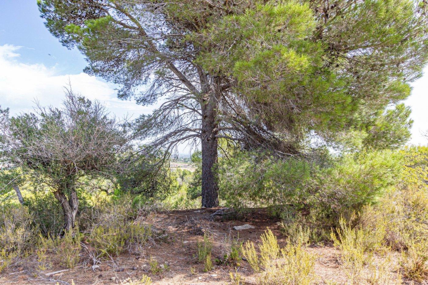 Fincas y solares-Venta-Monserrat - Montserrat-492198-Foto-28