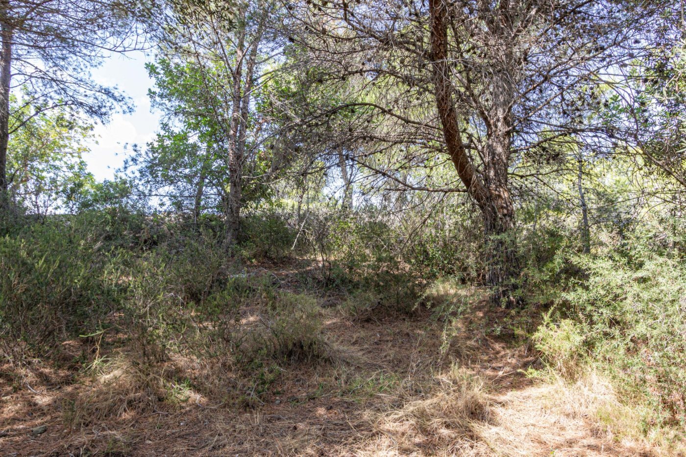 Fincas y solares-Venta-Monserrat - Montserrat-492198-Foto-34