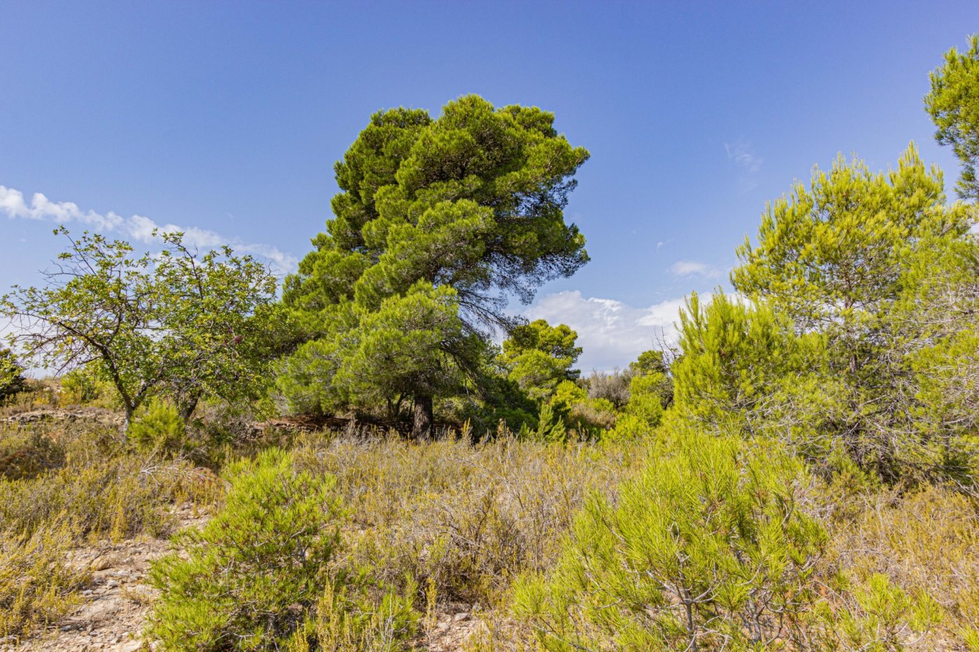 Fincas y solares-Venta-Monserrat - Montserrat-492198-Foto-35