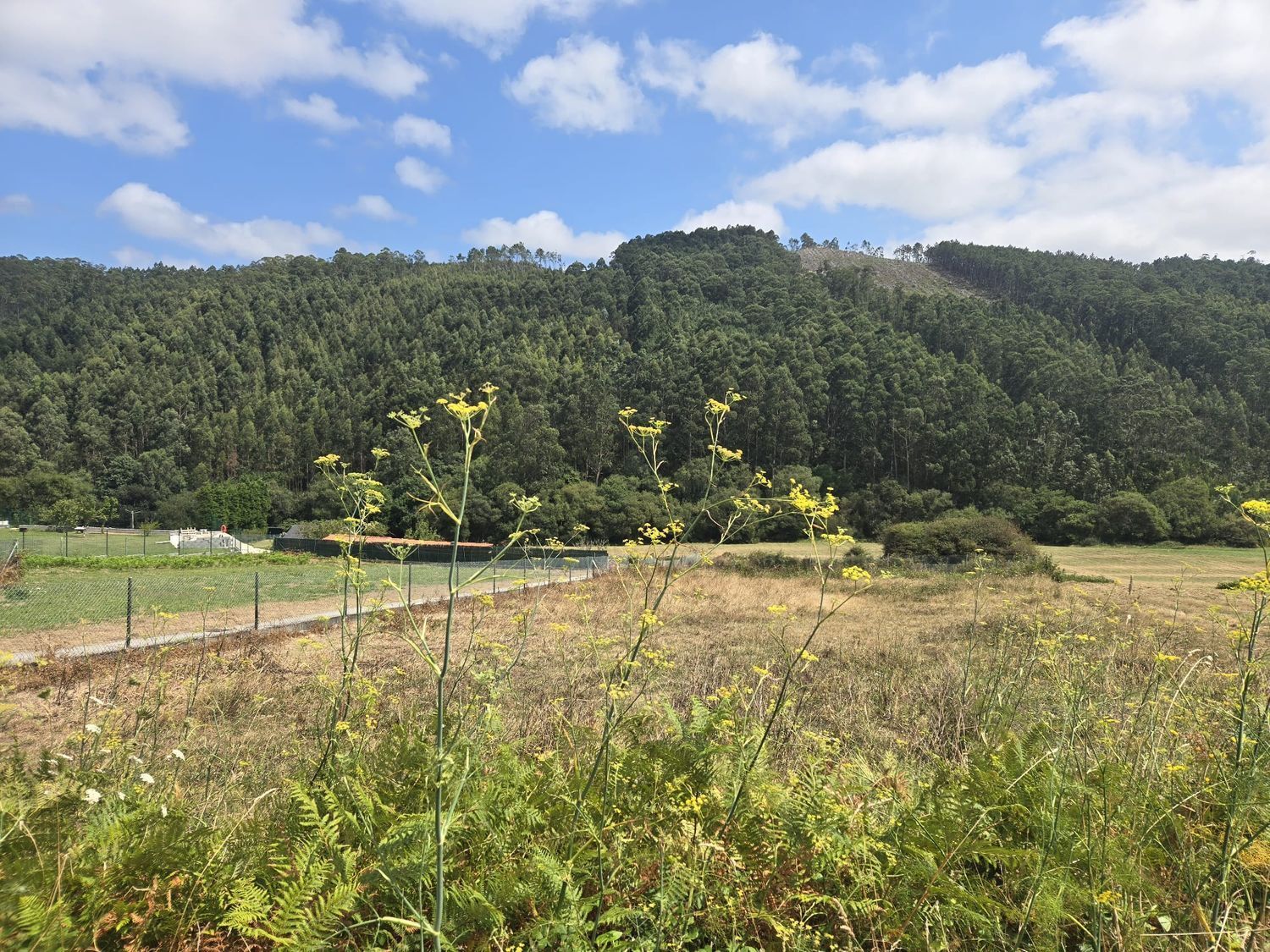 Fincas y solares-Venta-O Vicedo-1830029-Foto-8