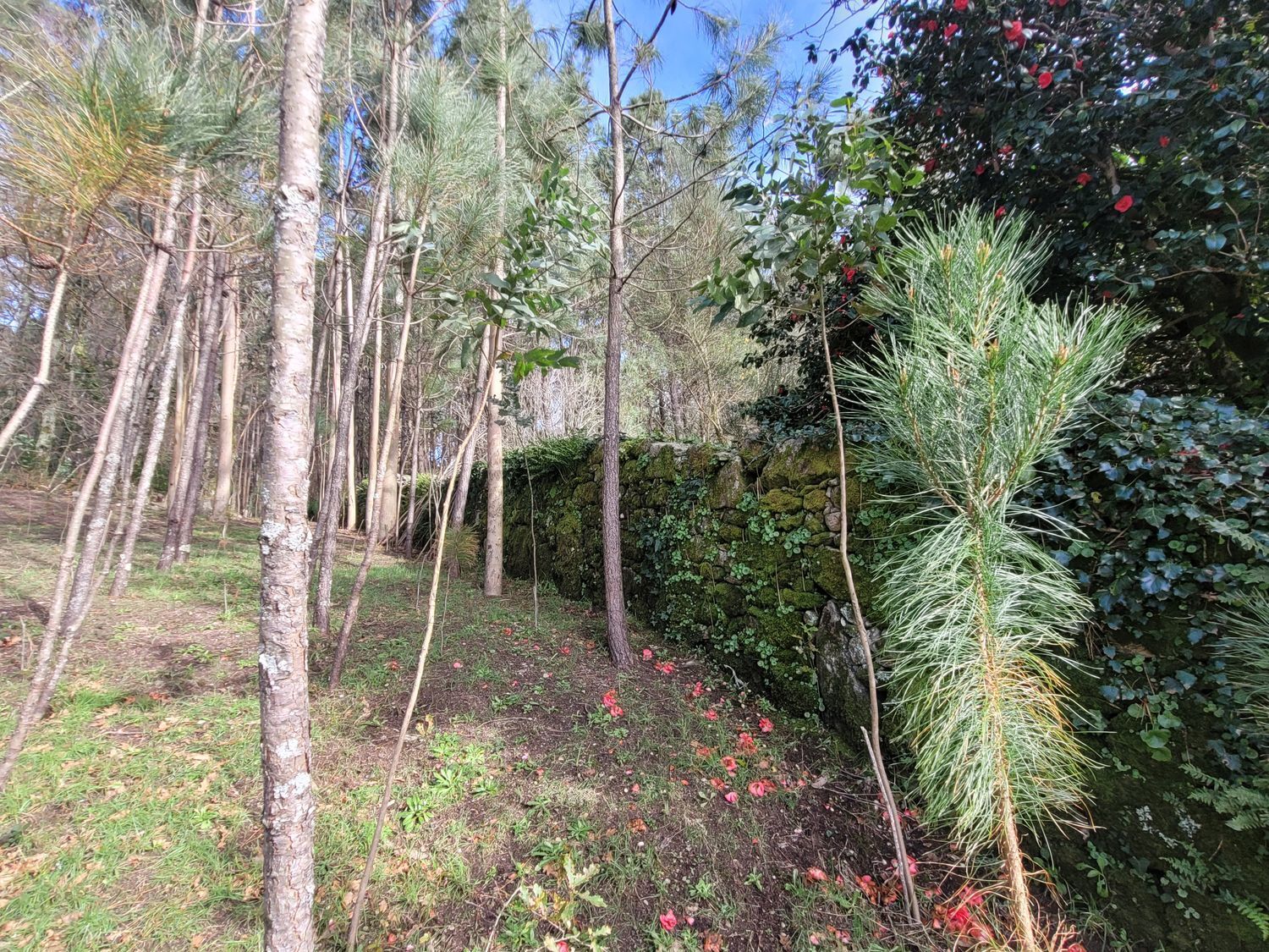 Casas o chalets-Venta-Caldas de Reis-1639762-Foto-28