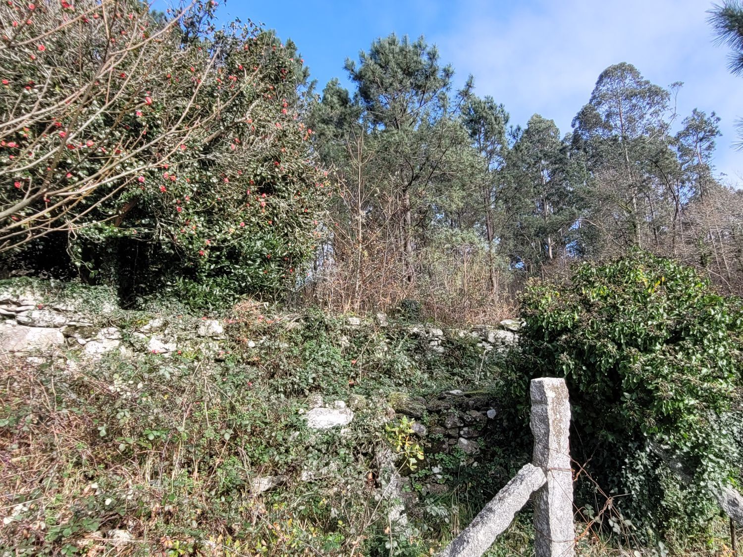 Casas o chalets-Venta-Caldas de Reis-1639762-Foto-27