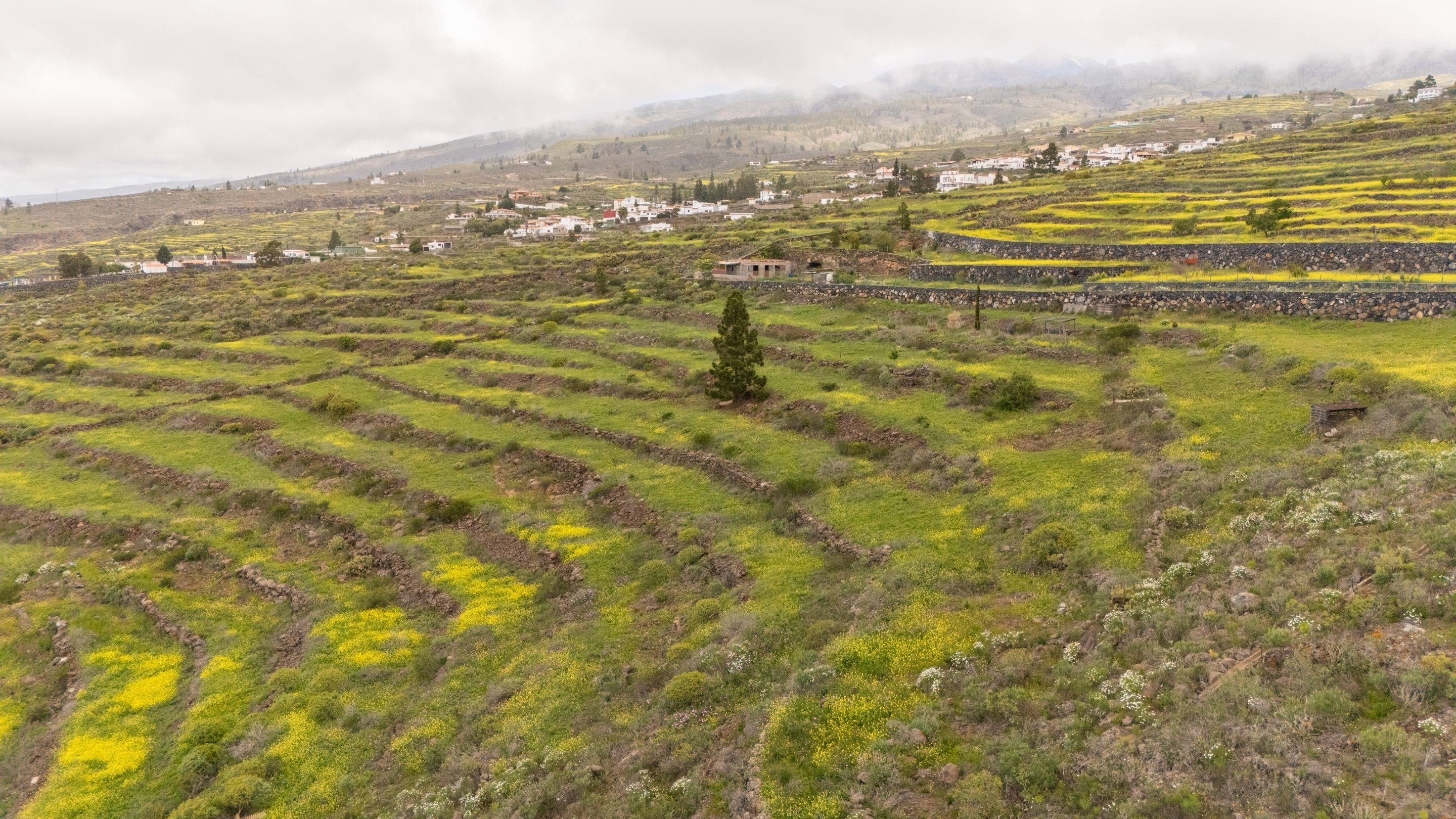 Fincas y solares-Venta-Adeje-1720662-Foto-5