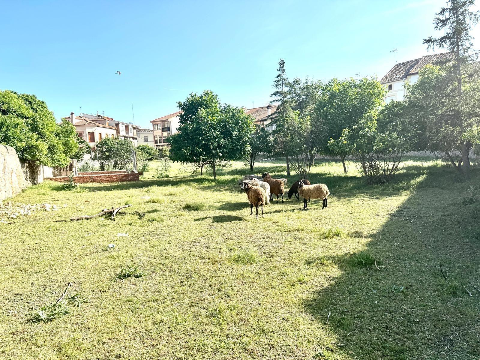 Fincas y solares-Venta-TurÃ©gano-1935607-Foto-2