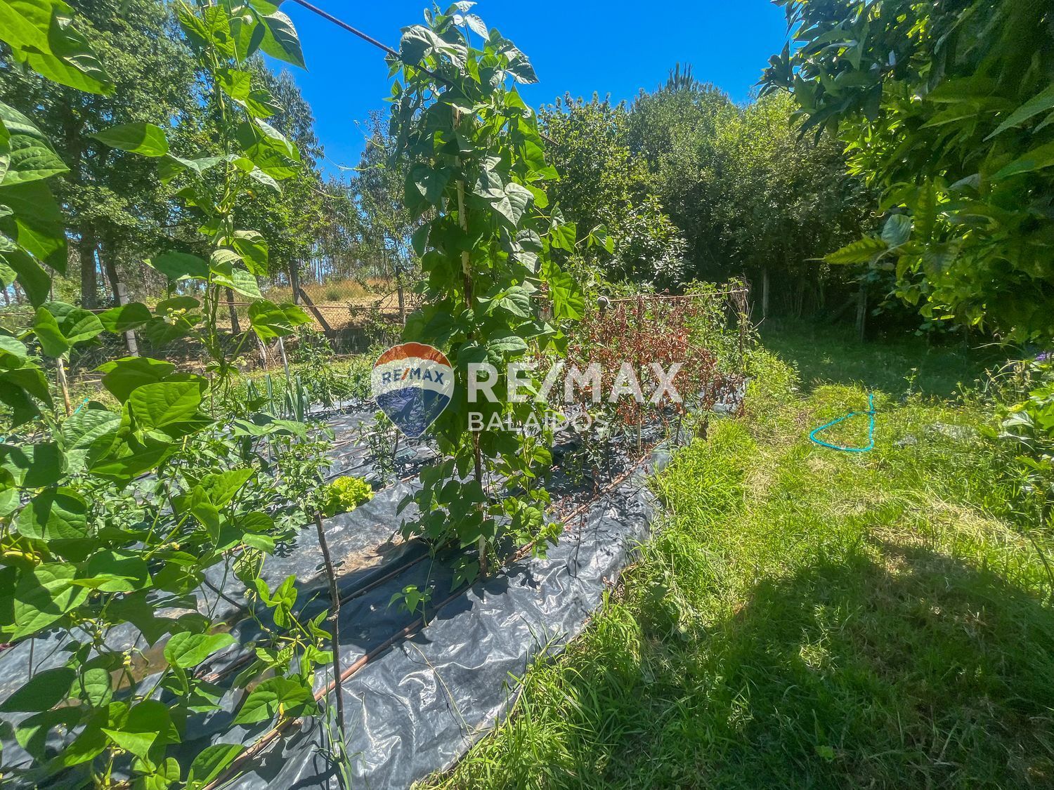 Casas o chalets-Venta-TomiÃ±o-1270246-Foto-43