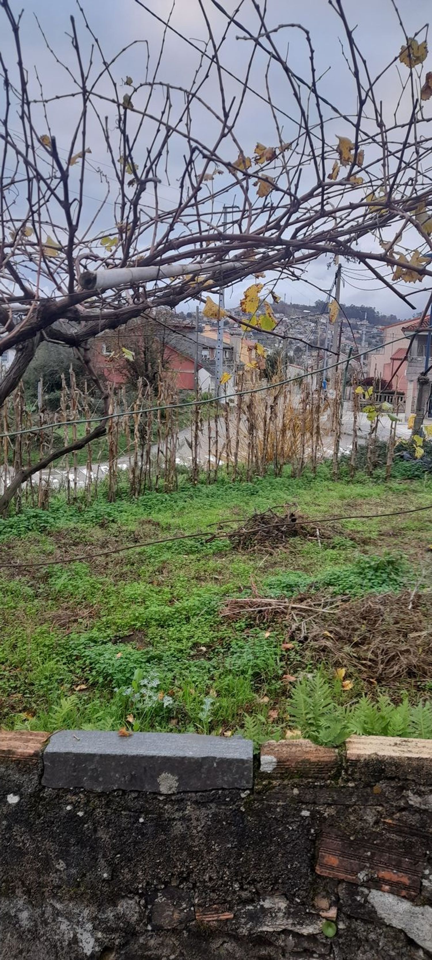 Fincas y solares-Venta-Vigo-1503071-Foto-5