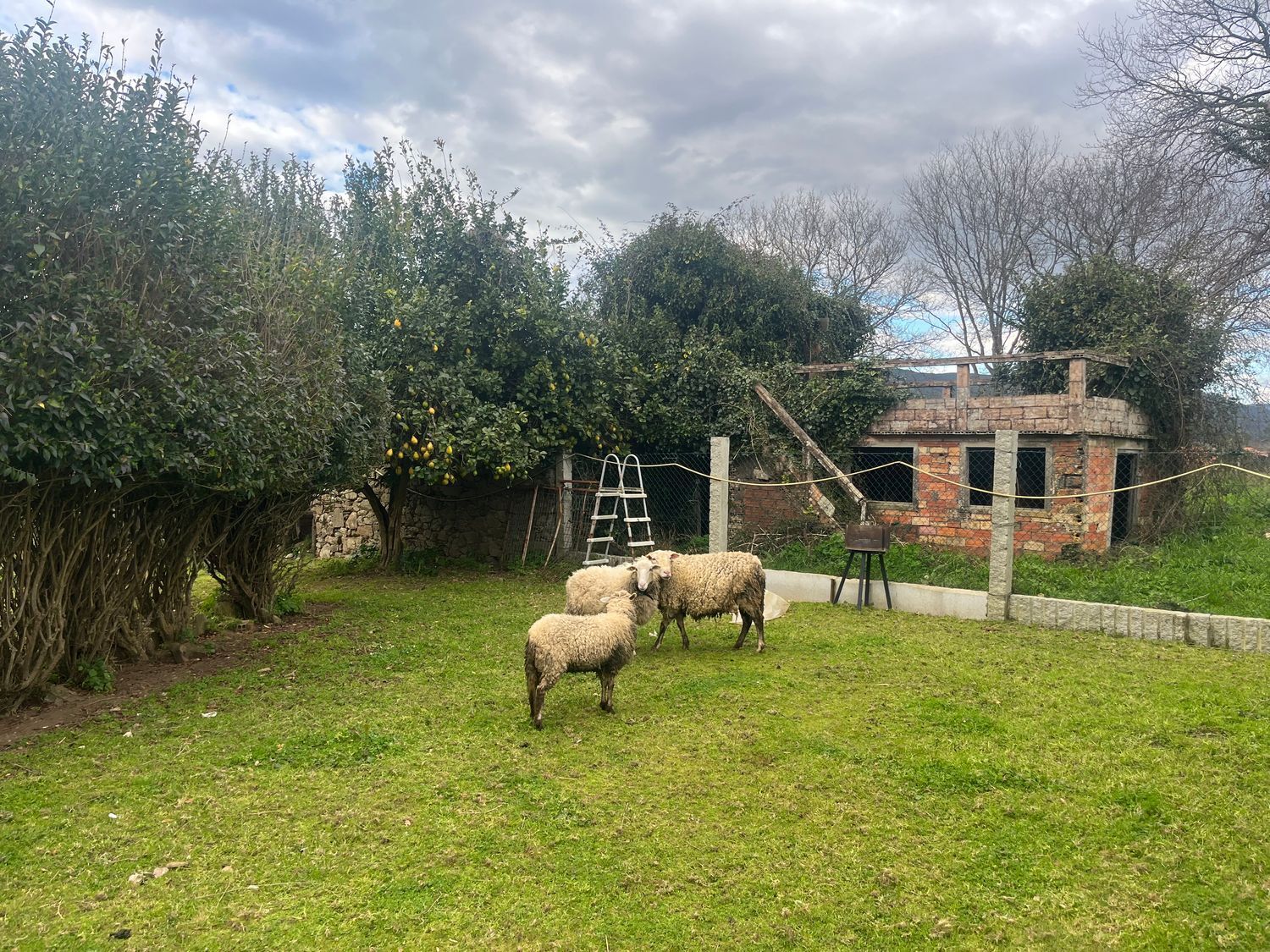 Casas o chalets-Venta-O Rosal-1656052-Foto-32