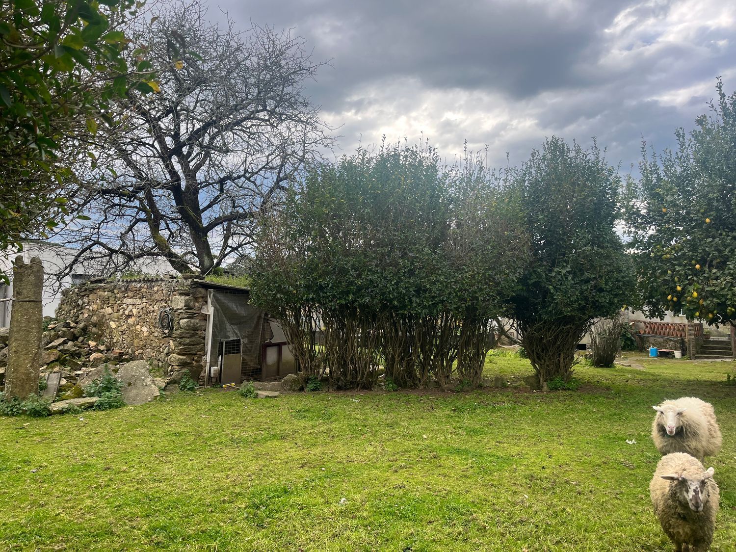 Casas o chalets-Venta-O Rosal-1656052-Foto-34