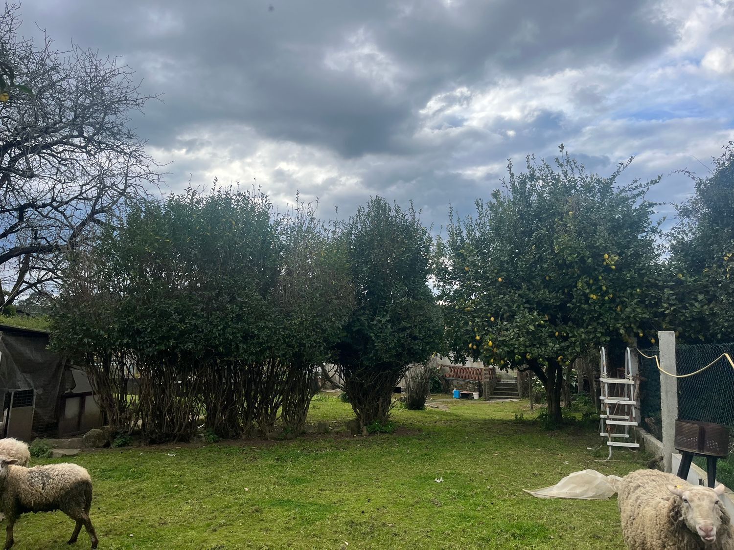 Casas o chalets-Venta-O Rosal-1656052-Foto-35