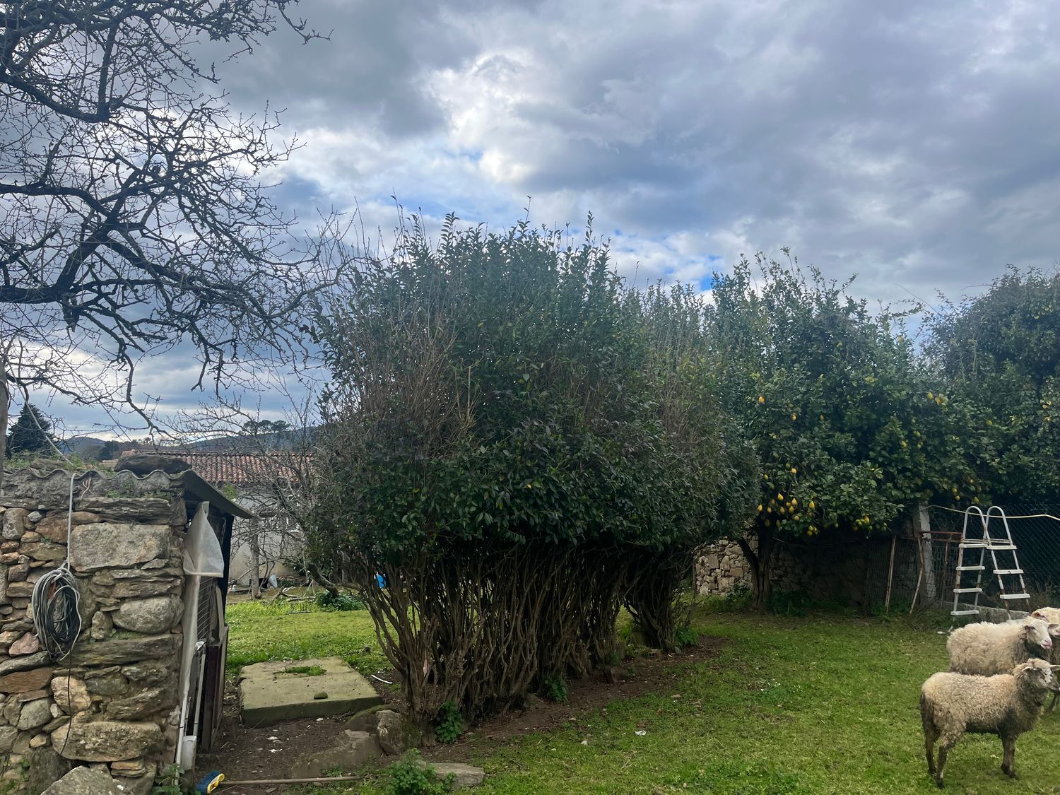 Casas o chalets-Venta-O Rosal-1656052-Foto-36